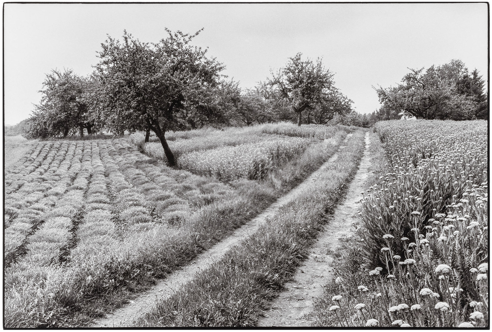 Weg bei Rohrbach, 1992