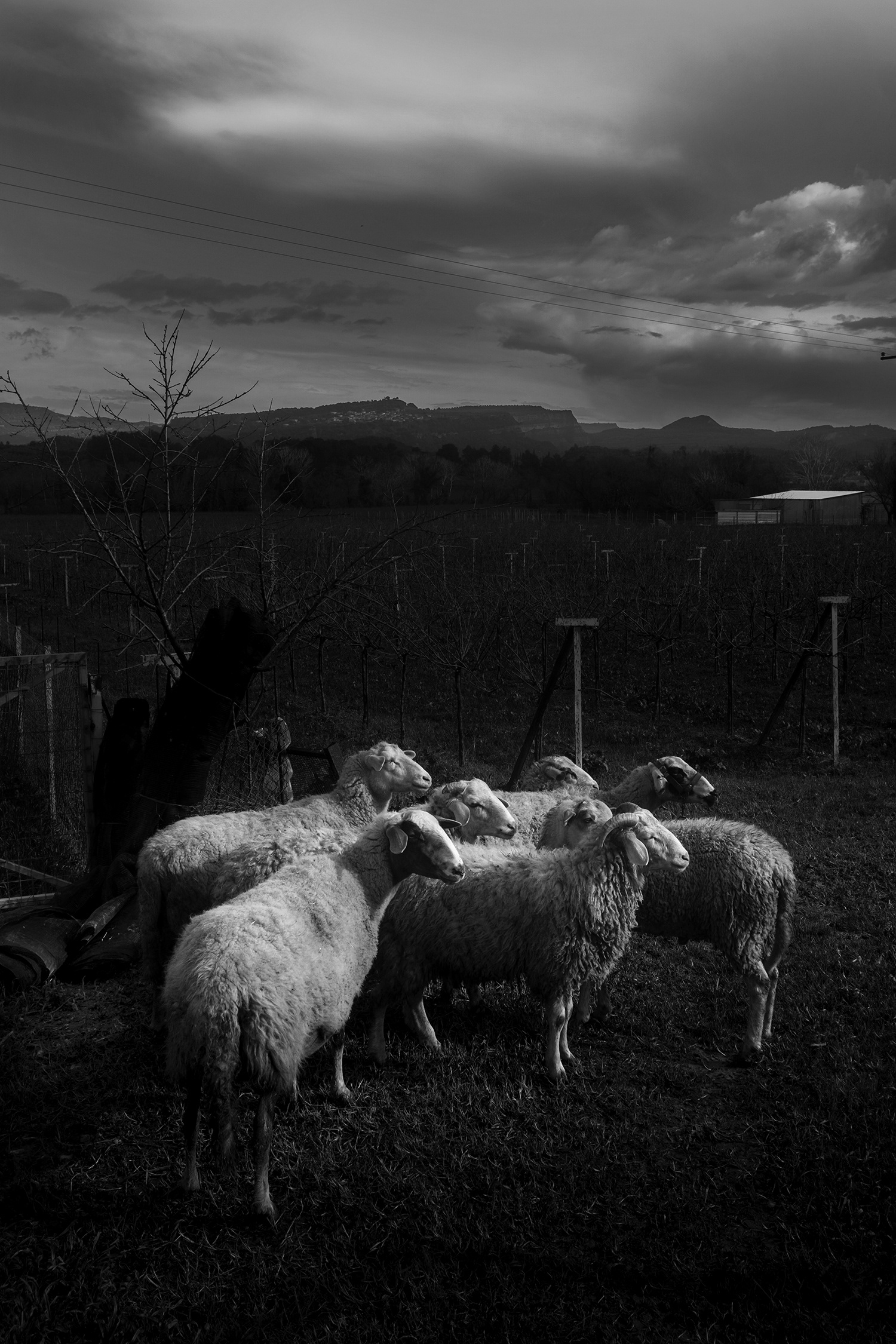 Sheeps & sheeps Province of Peloponnese Jan.2022