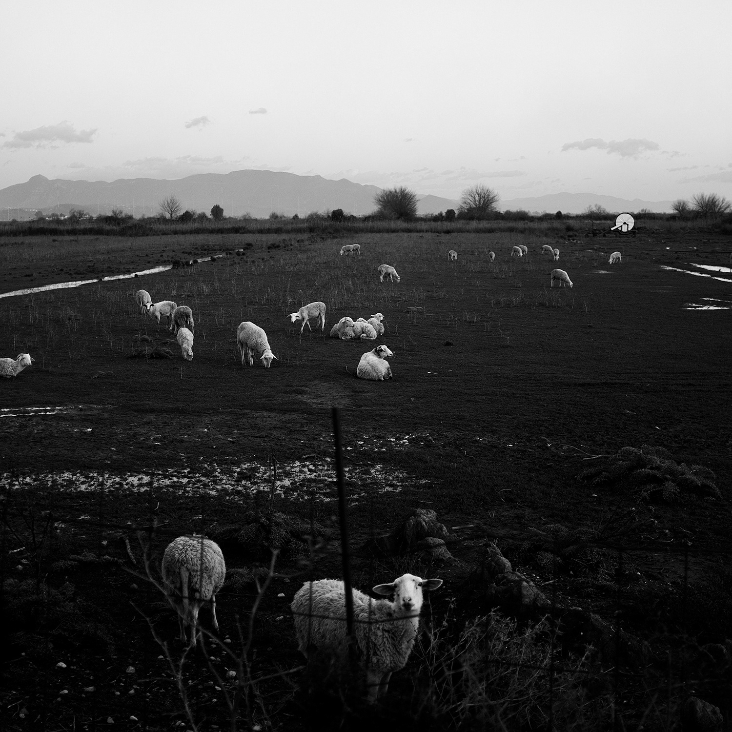 Sheeps & sheeps Province of Peloponnese Jan.2022