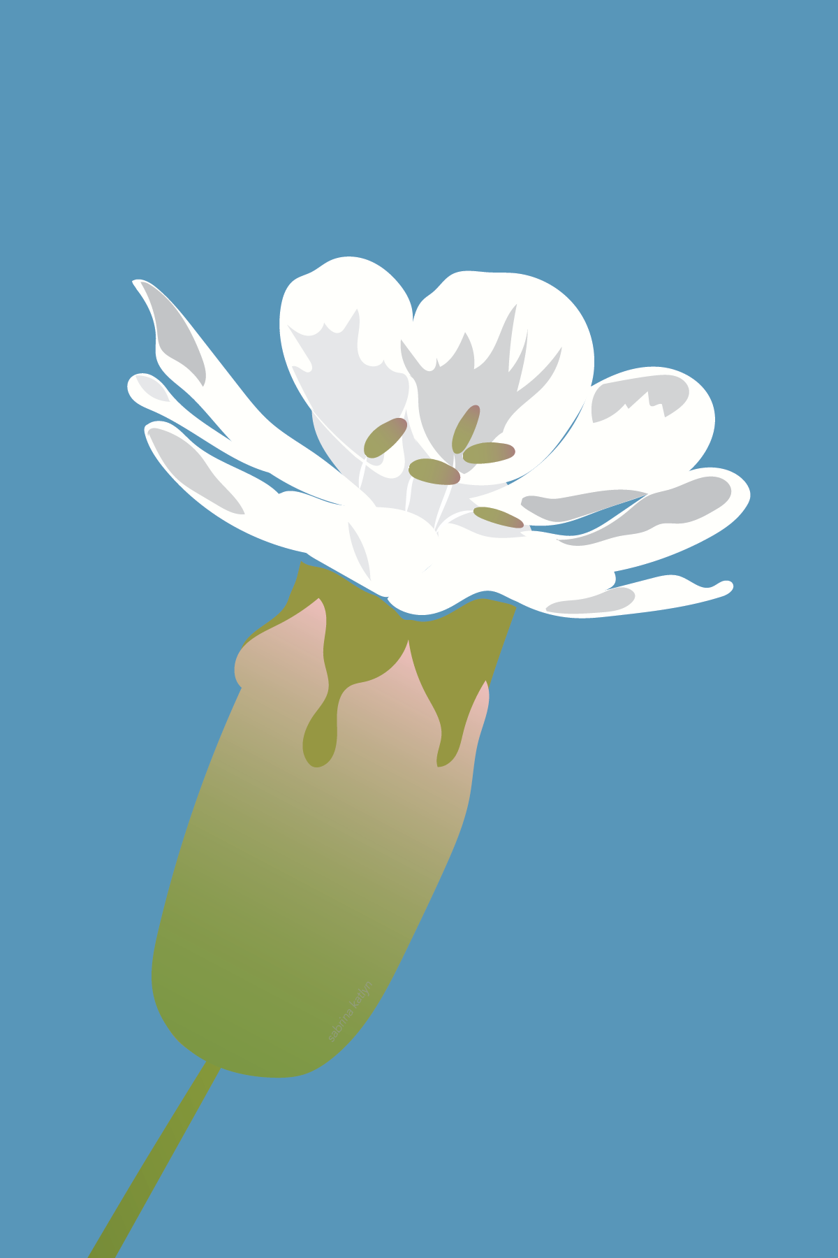 Ireland Currency Project: Silene Uniflora