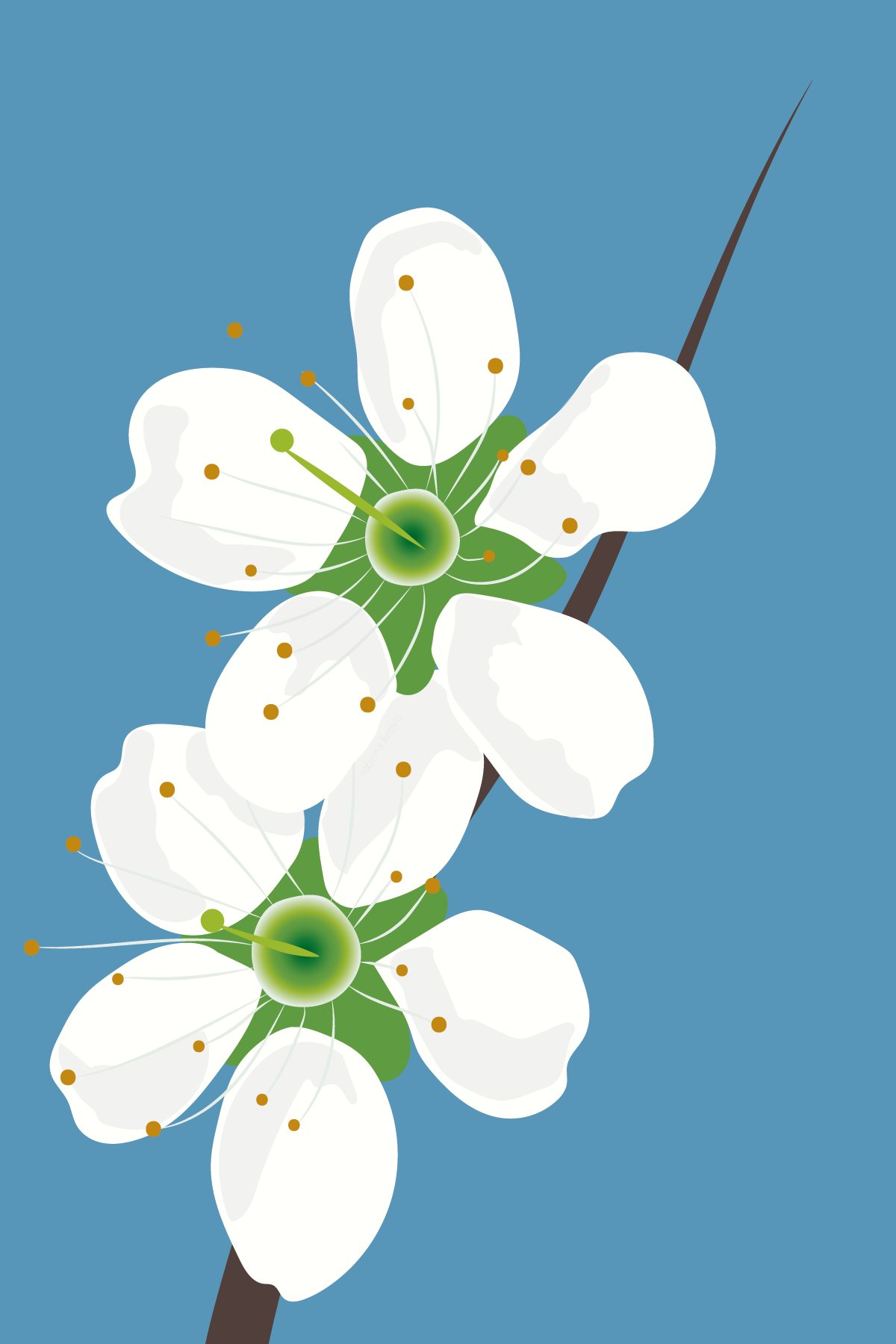 Ireland Currency Project: Prunus Spinosa
