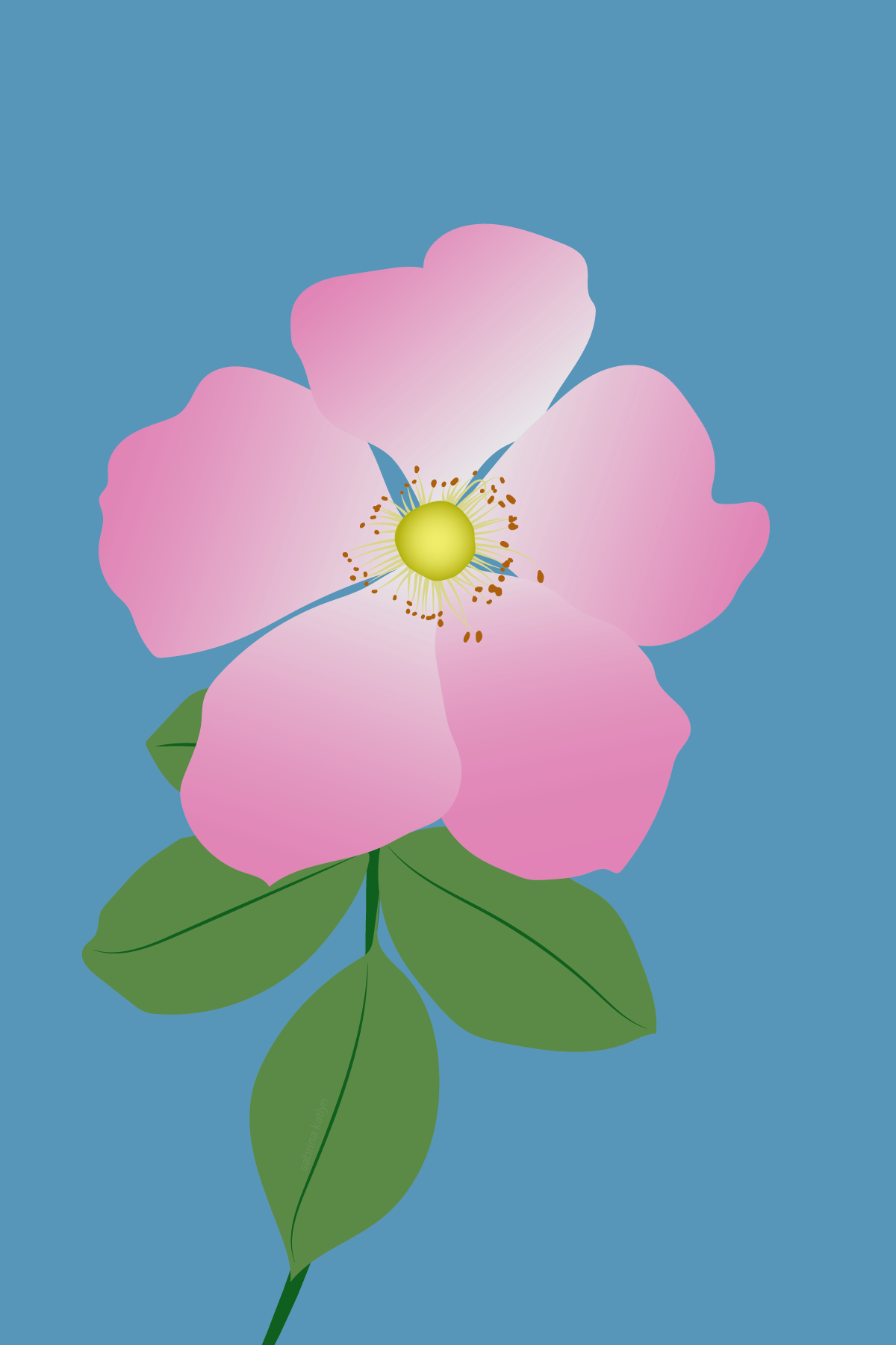 Ireland Currency Project: Rosa Canina