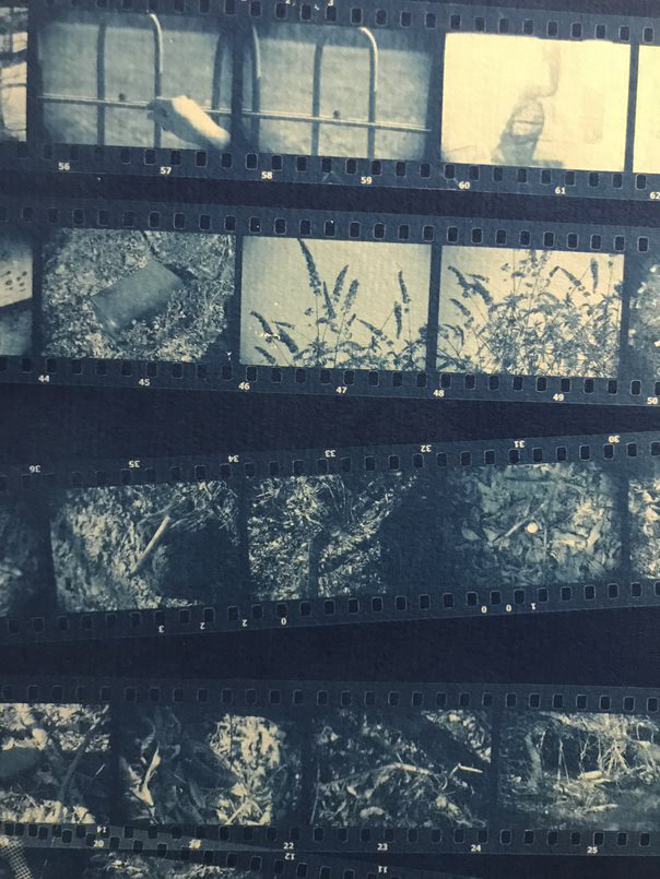 Cyanotype contact sheet