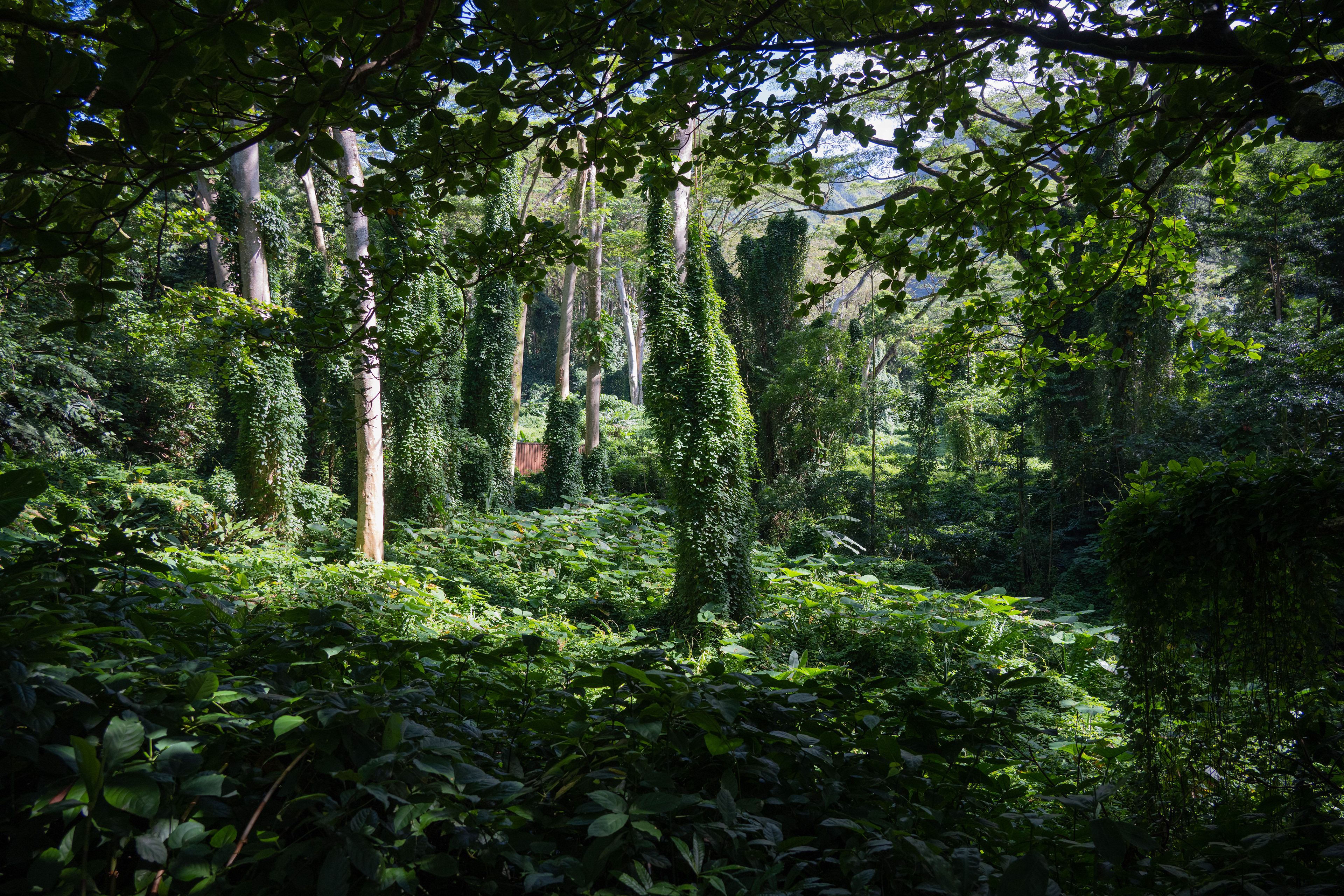 Manoa Falls, Oahu