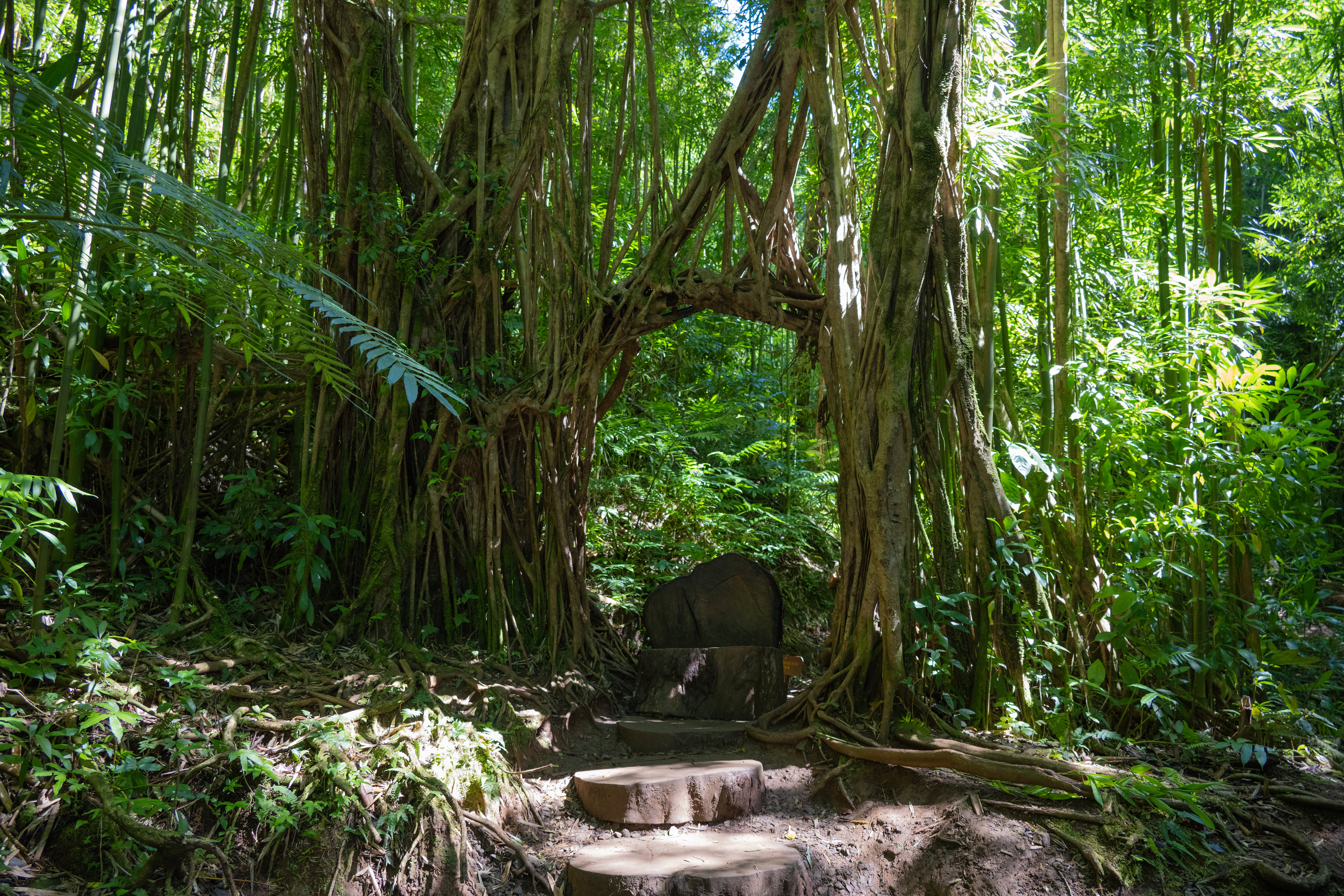 Manoa Falls, Oahu