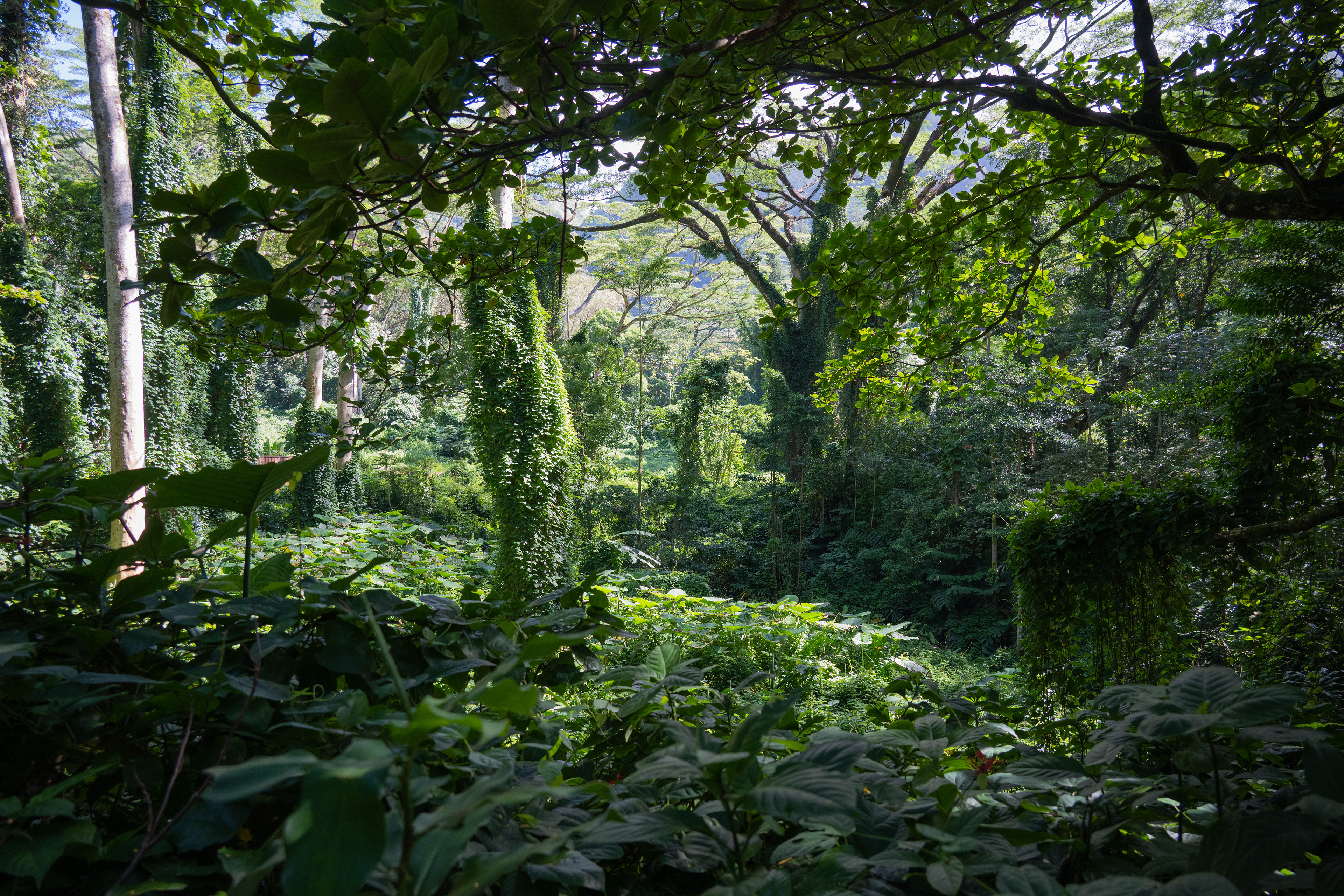 Manoa Falls, Oahu