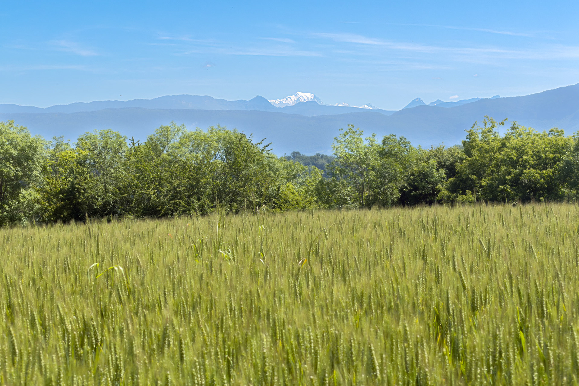 De blé à Mont Blanc