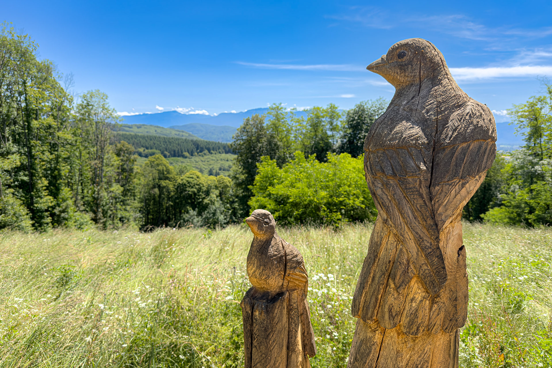 Les oiseaux de la crox du Futeau