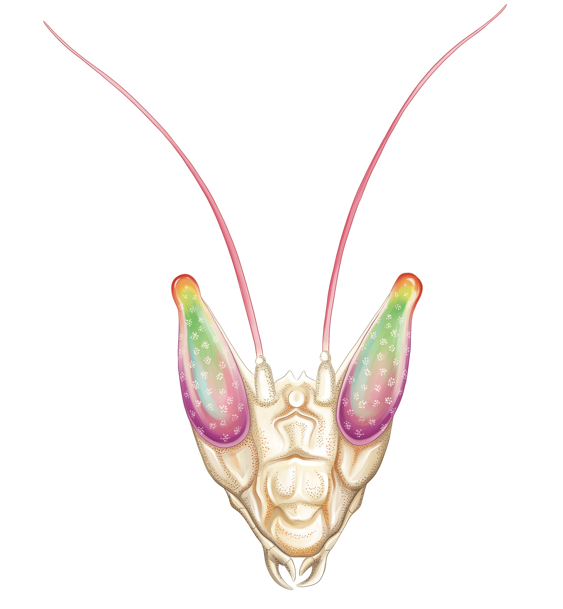 Illustration of rainbow mantis by Ola Maslyk
