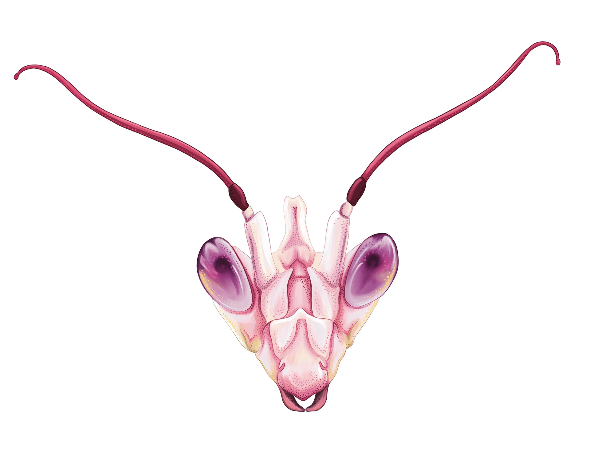 Illustration of pink mantis by Ola Maslyk
