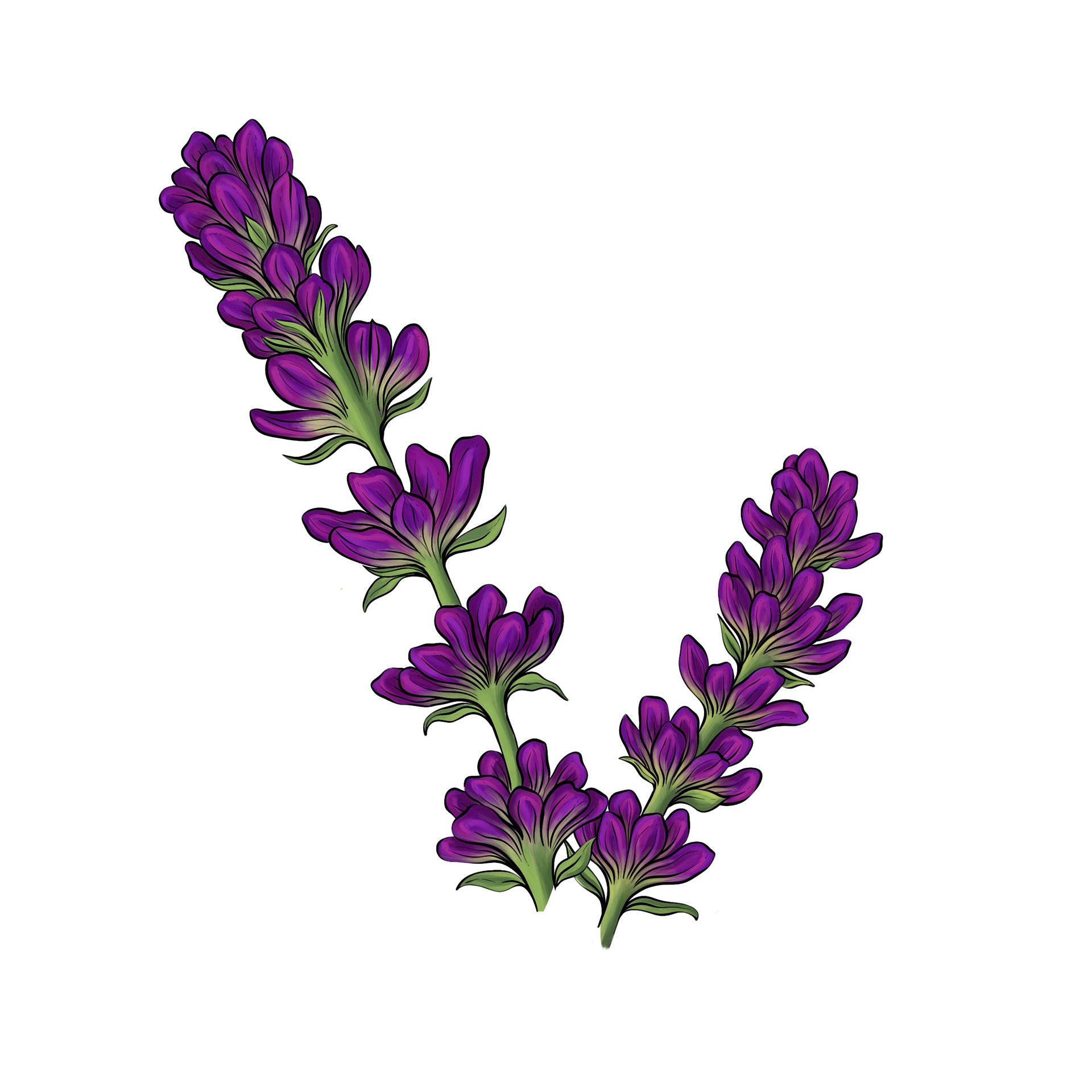 English Lavender