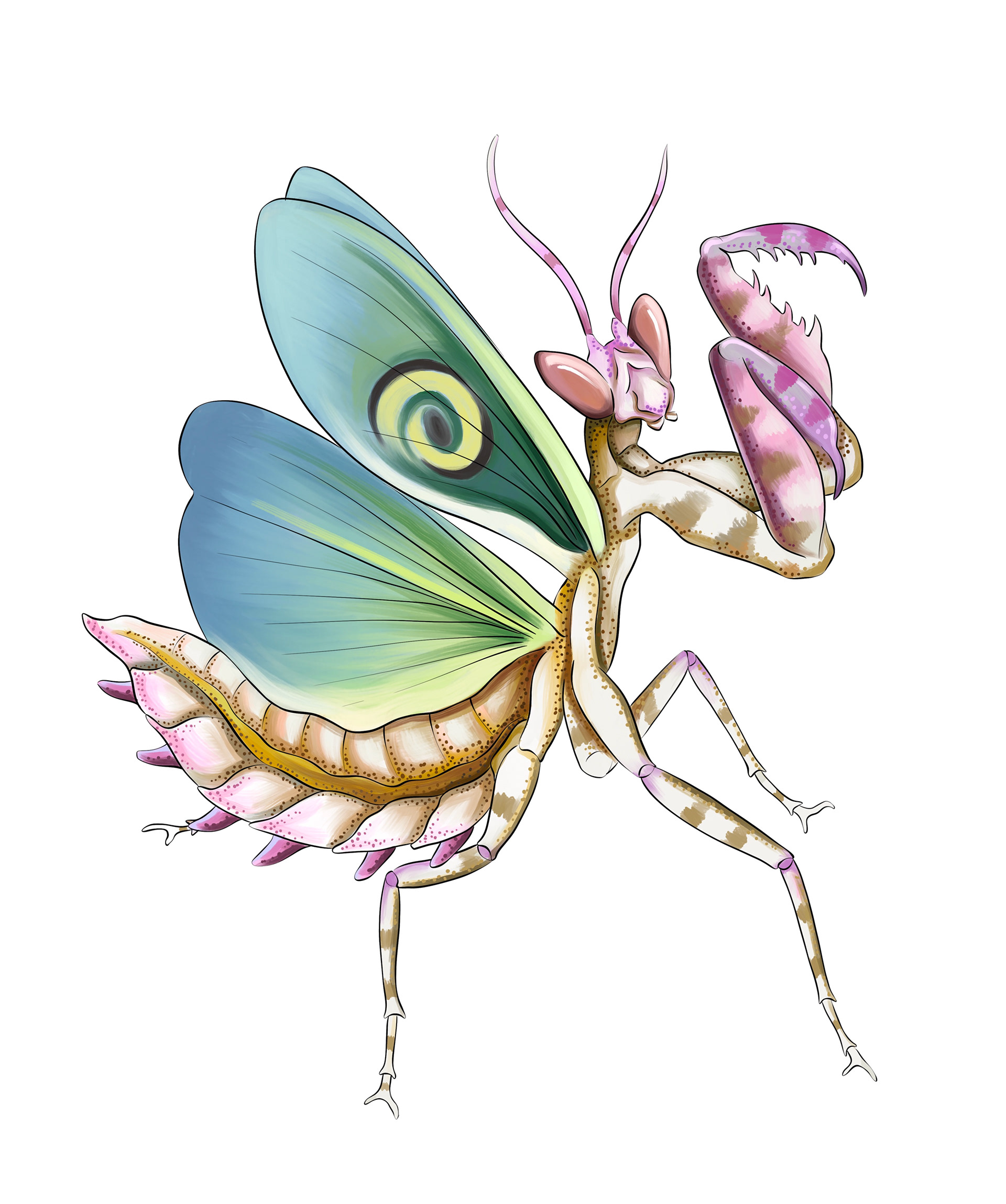 Mantis illustration by Ola Maslyk