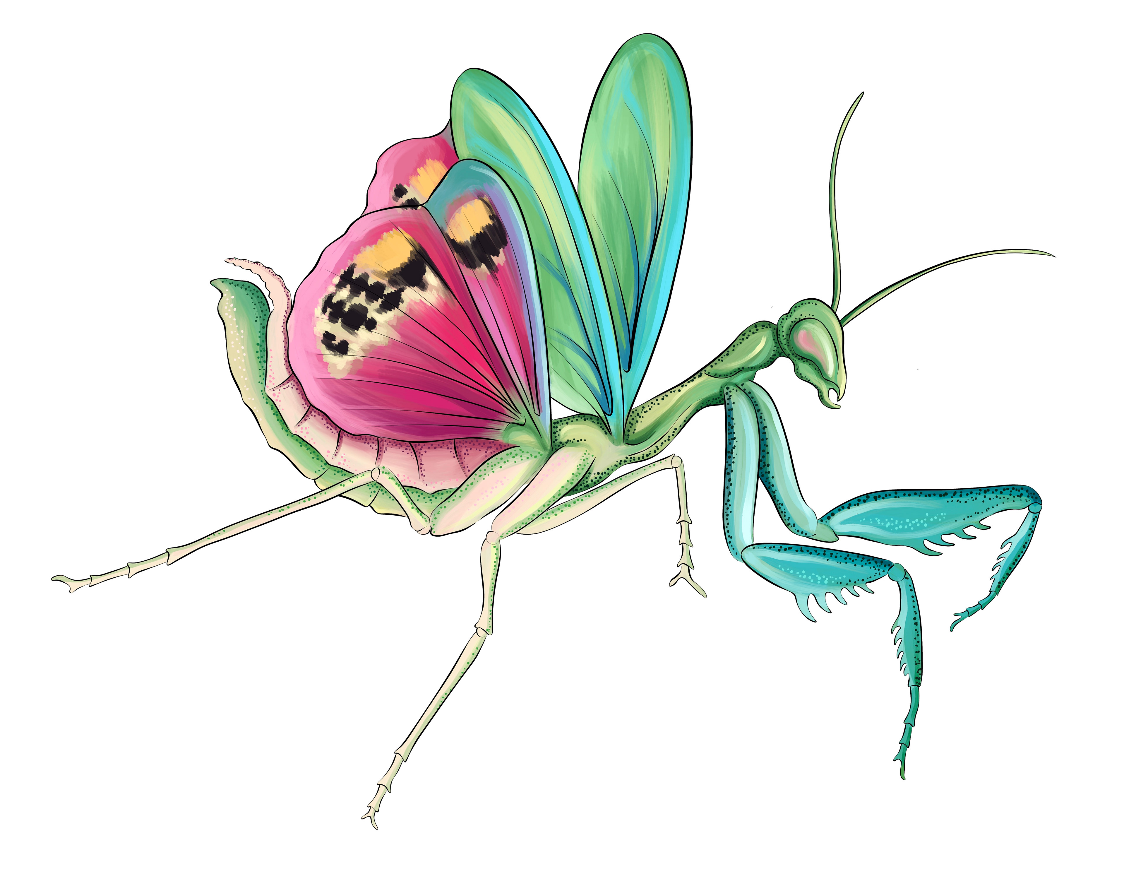 Illustration of mantis by Ola Maslyk