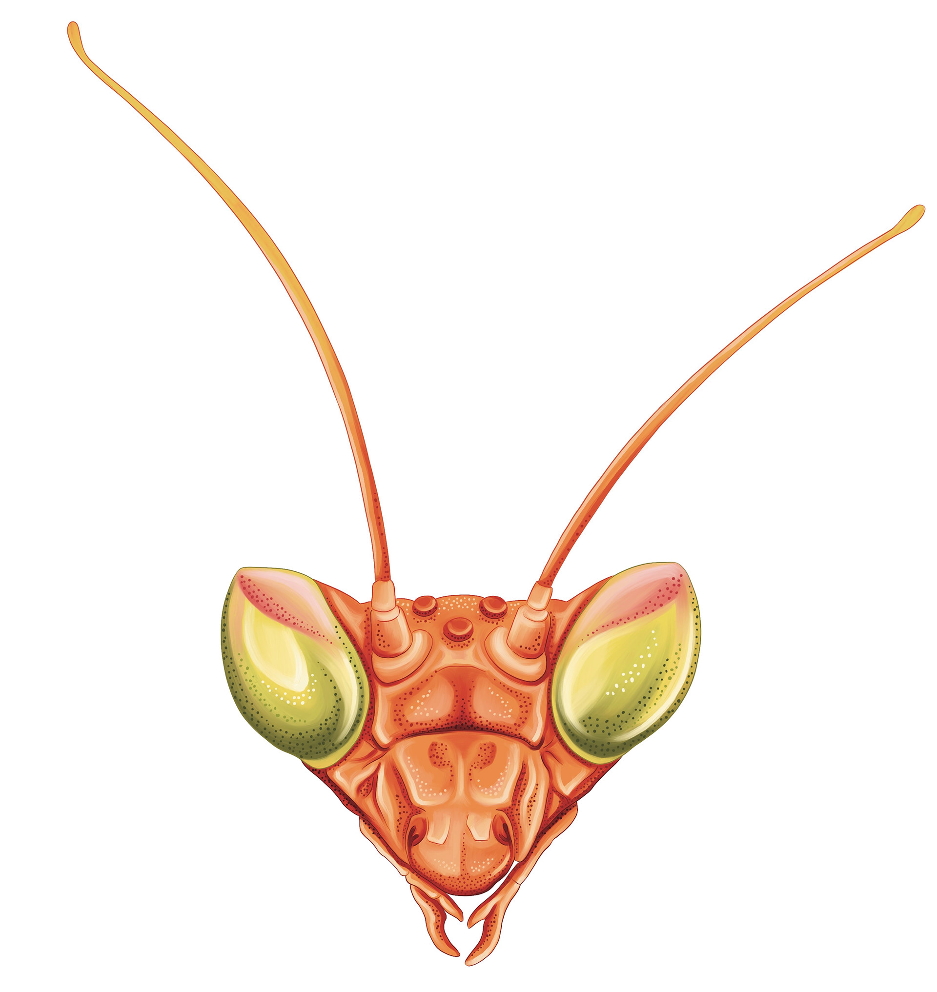 Illustration of orange mantis by Ola Maslyk