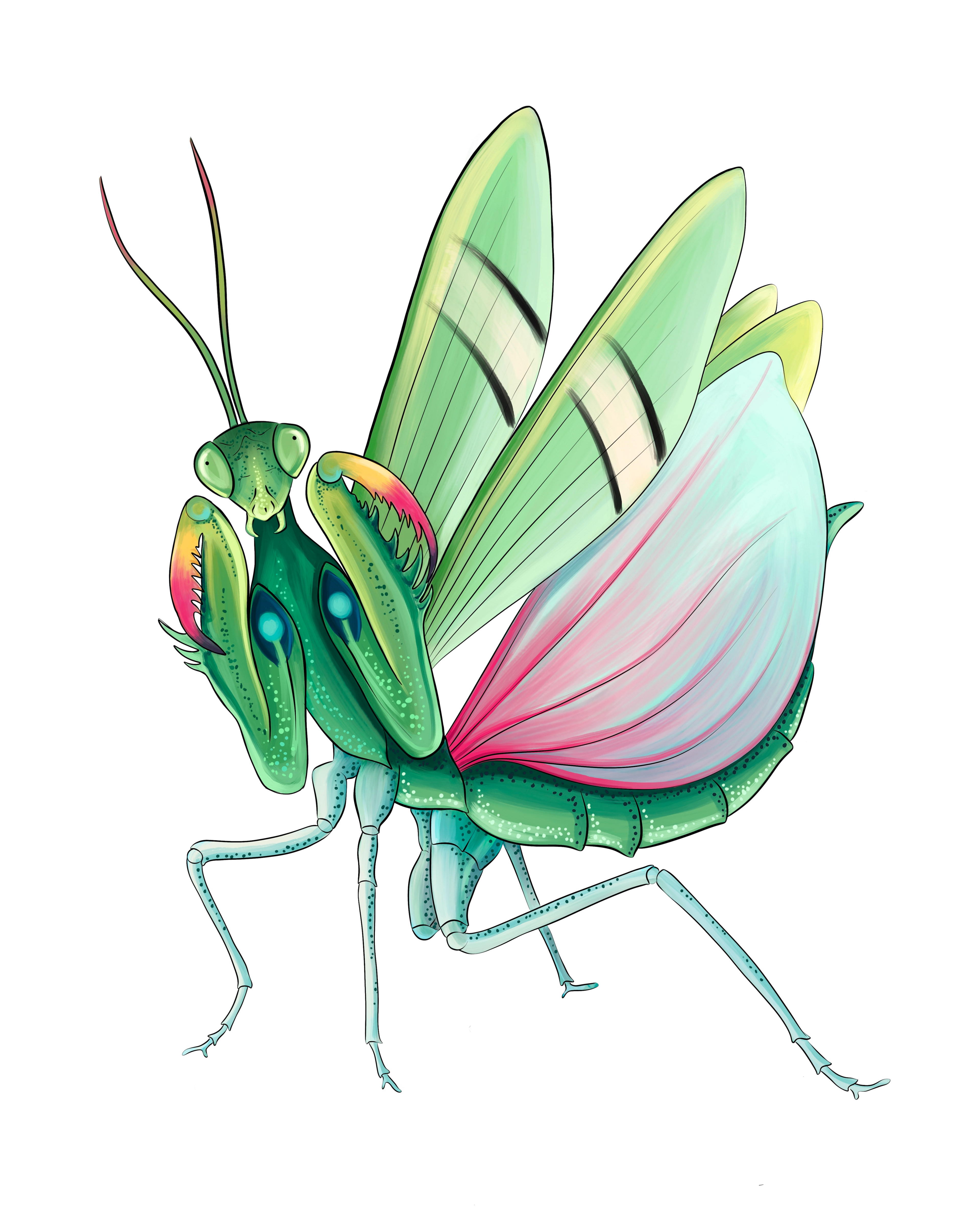 Mantis illustration by Ola Maslyk
