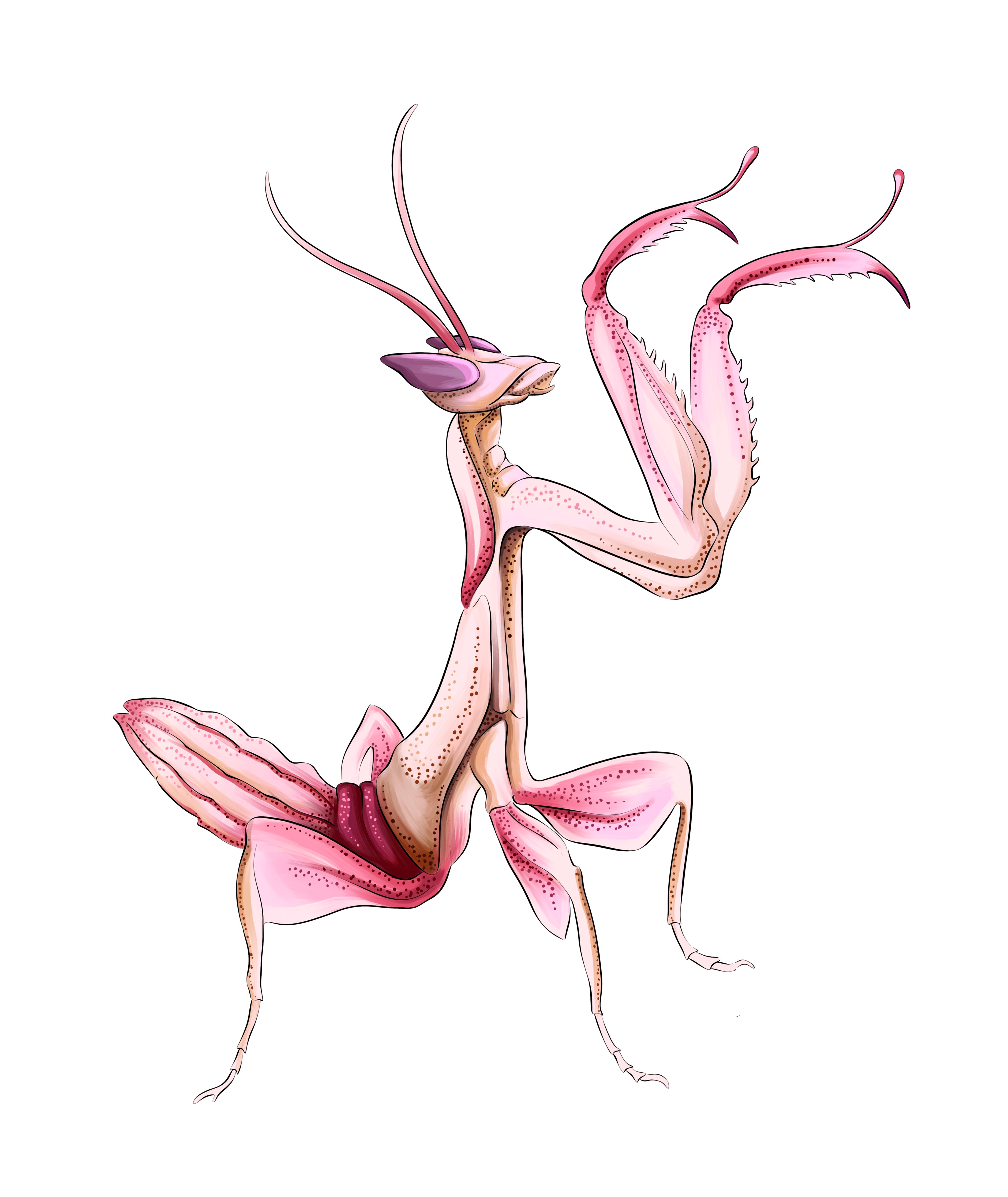 Mantis illustration by Ola Maslyk