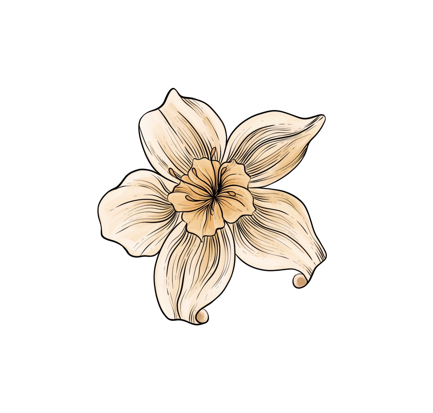 Vanilla Flower
