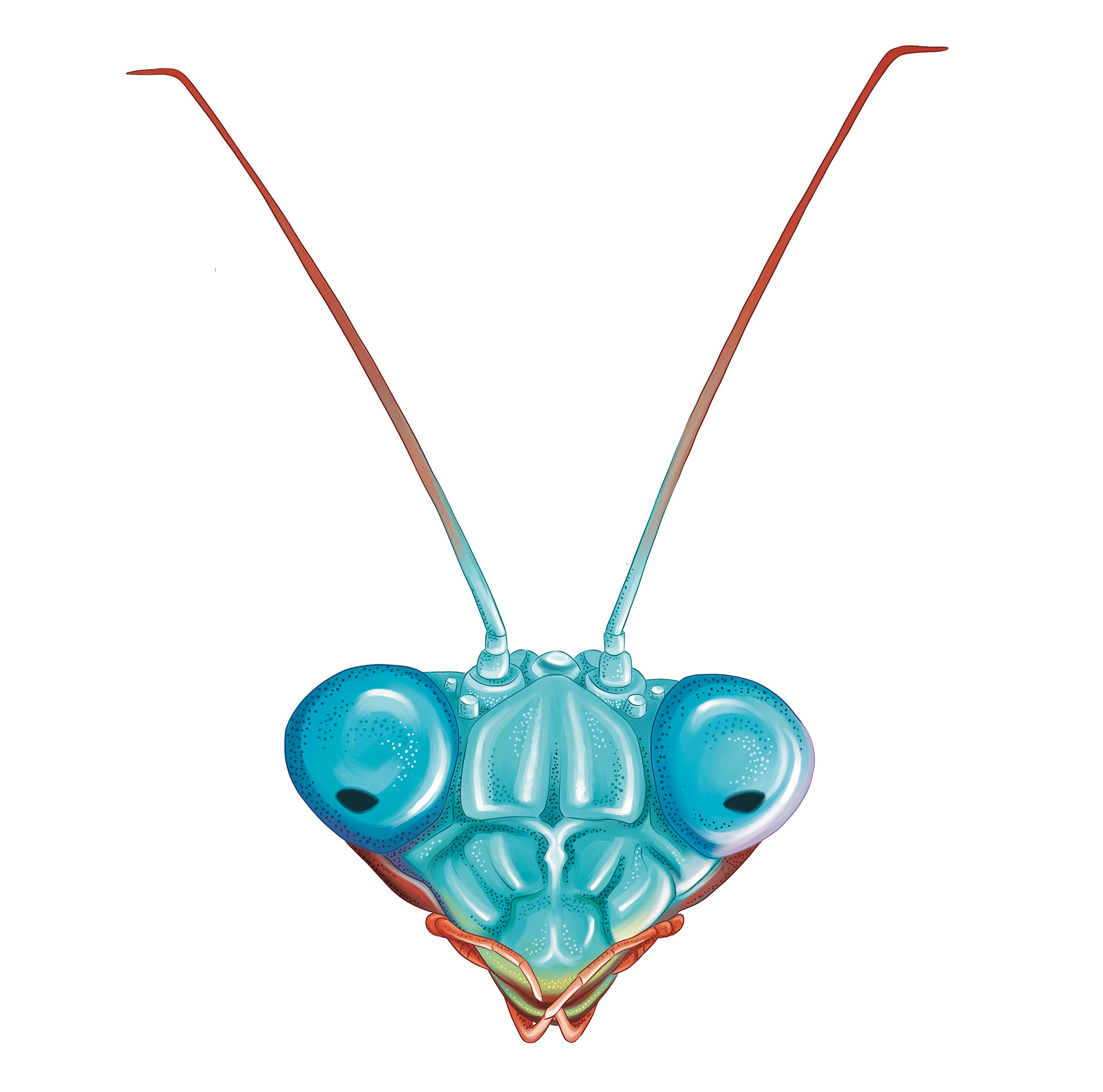 Illustration of blue mantis by Ola Maslyk