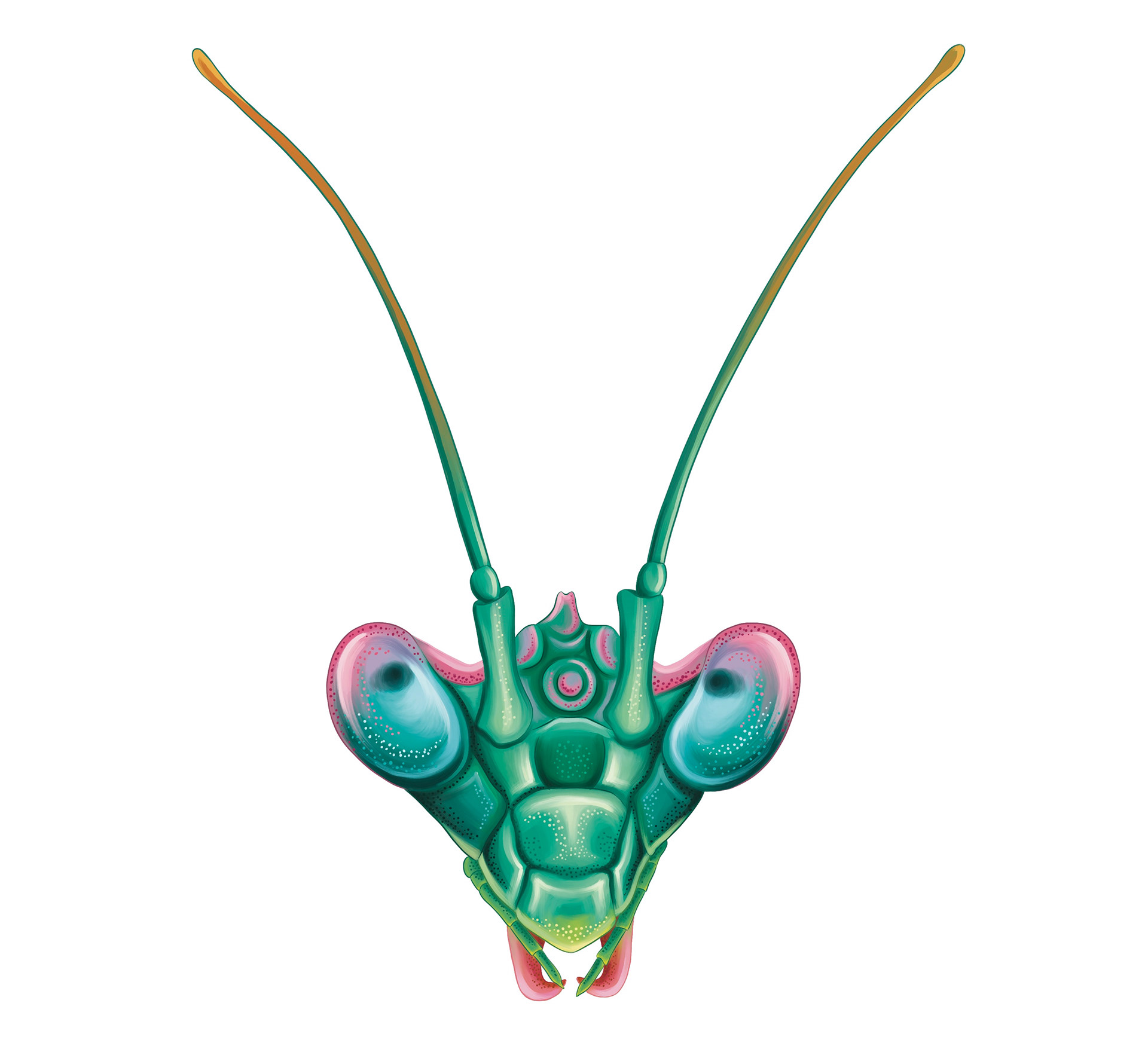 Illustration of green mantis by Ola Maslyk