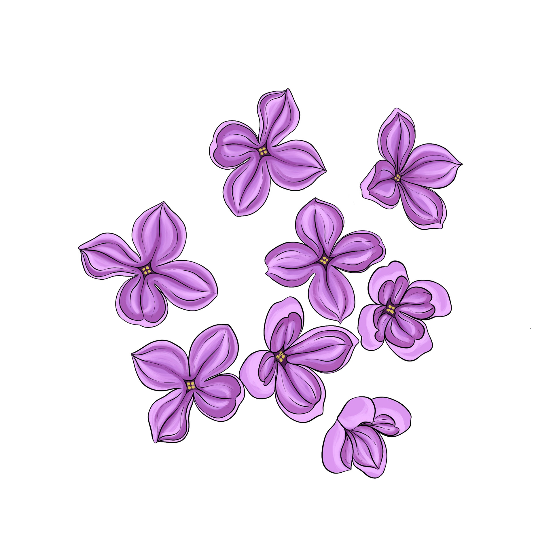 Lilac Flowers