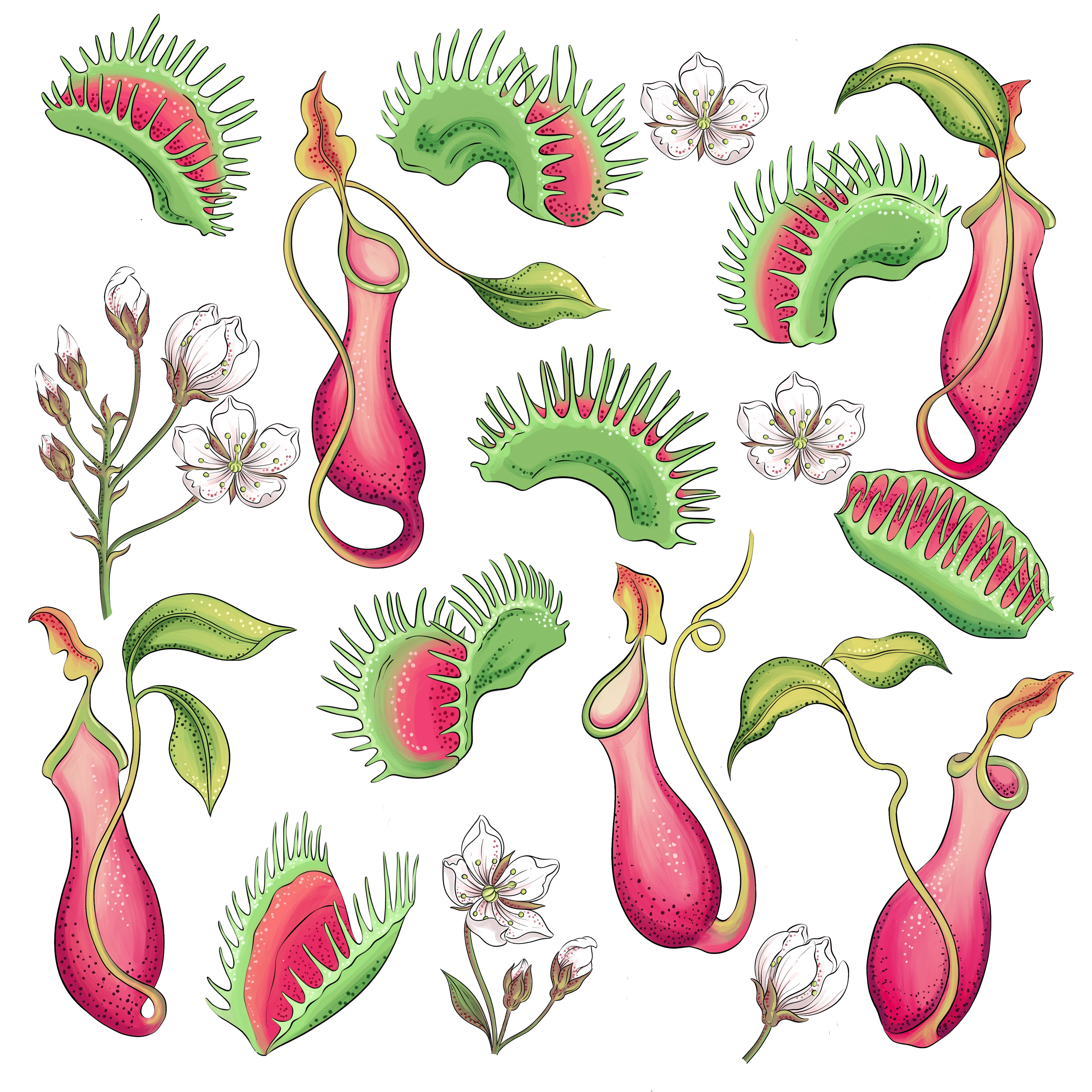 Carnivorous plants illustration by Ola Maslyk