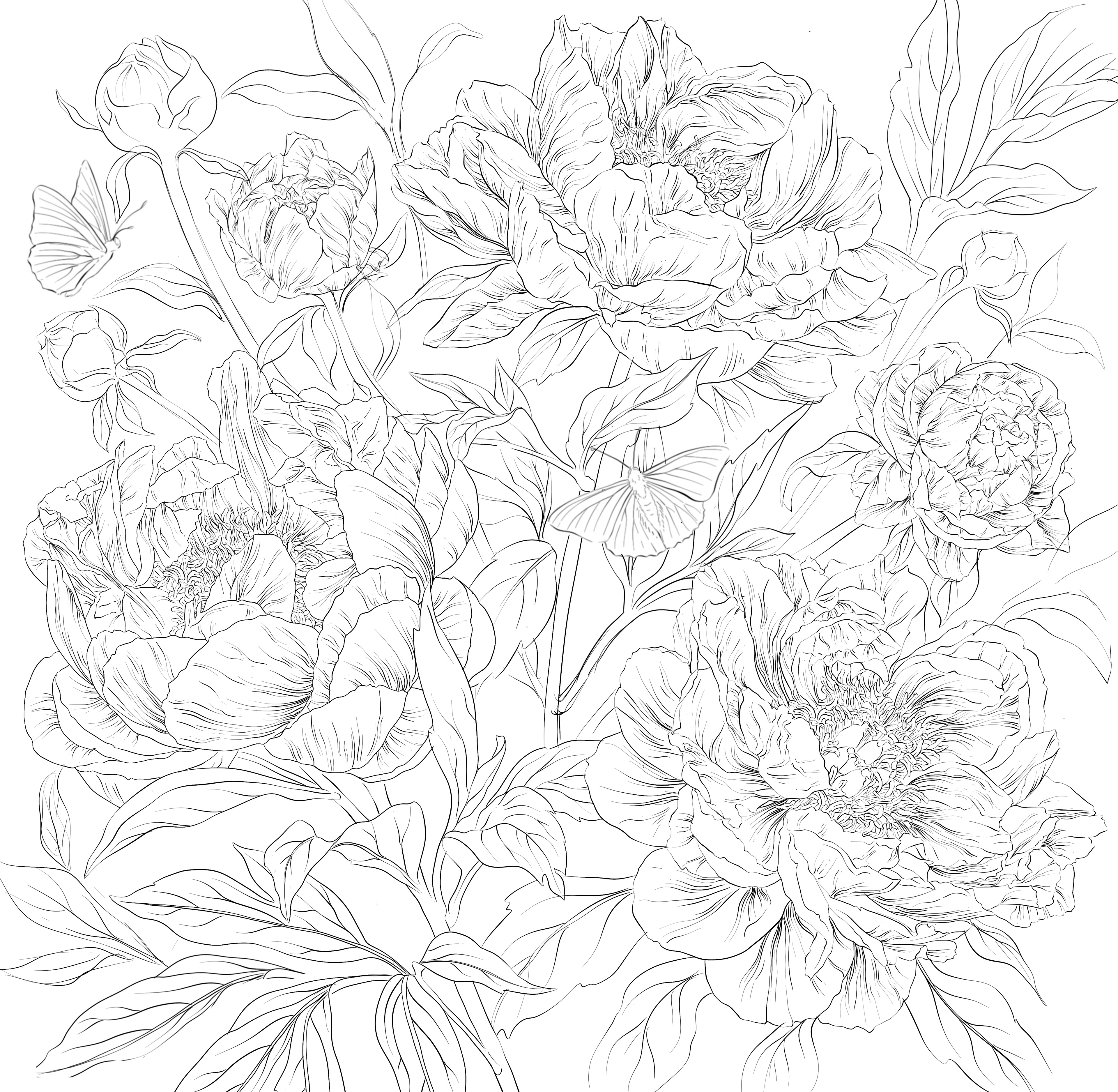 Sketch of a hand-drawn botanical peonies illustration, highlighting the artistic process and floral design foundation.