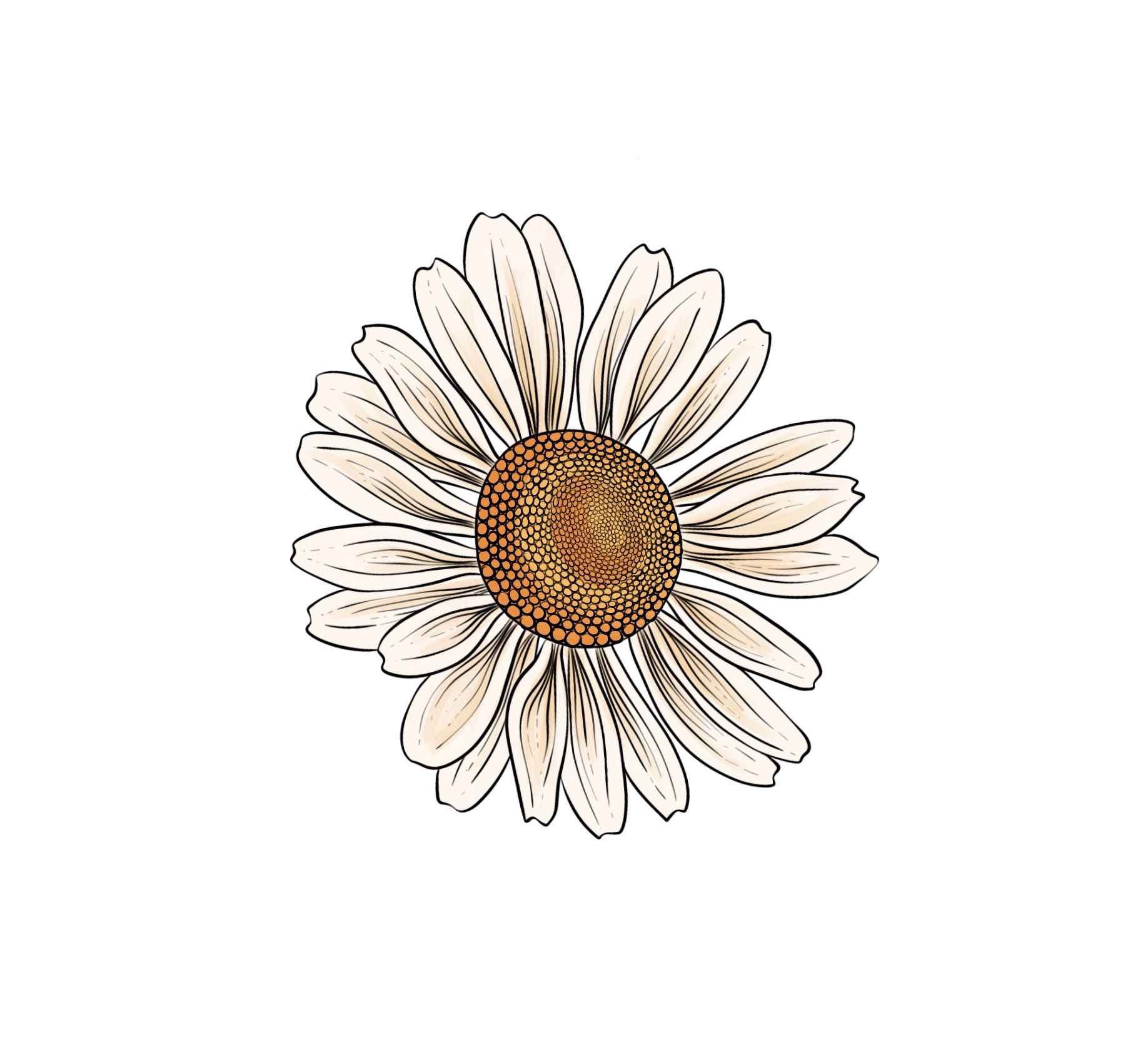 Chamomile