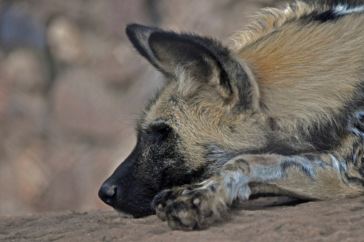 "Not so Wild Dog"
