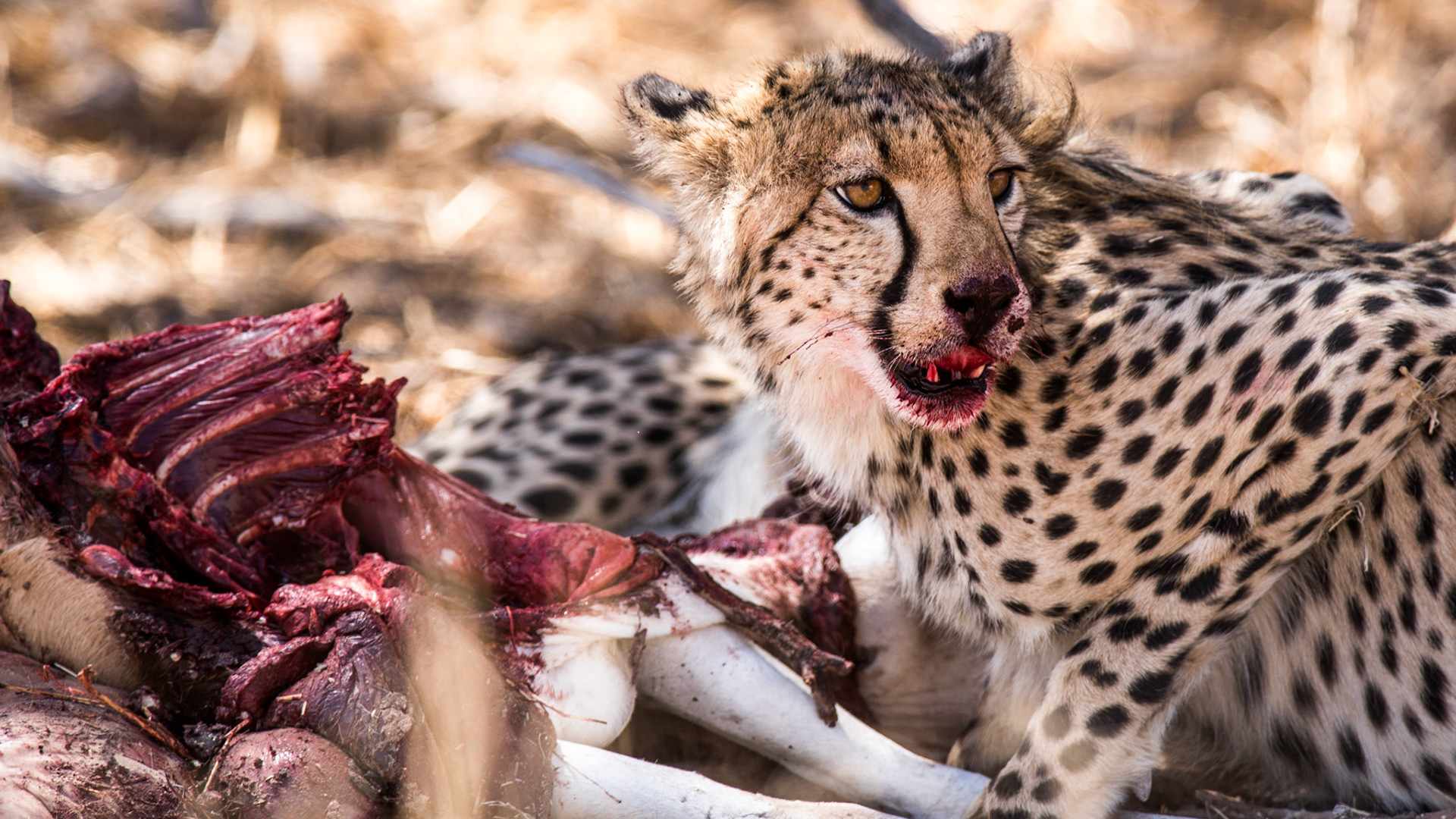"Hungry"