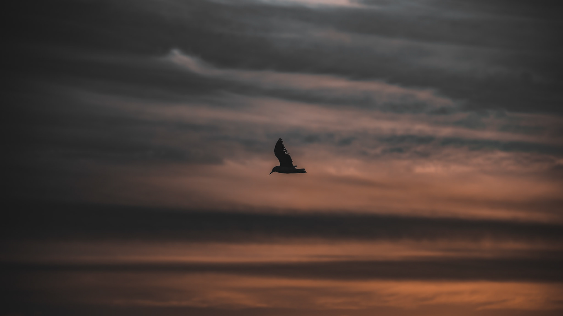 lonely sky