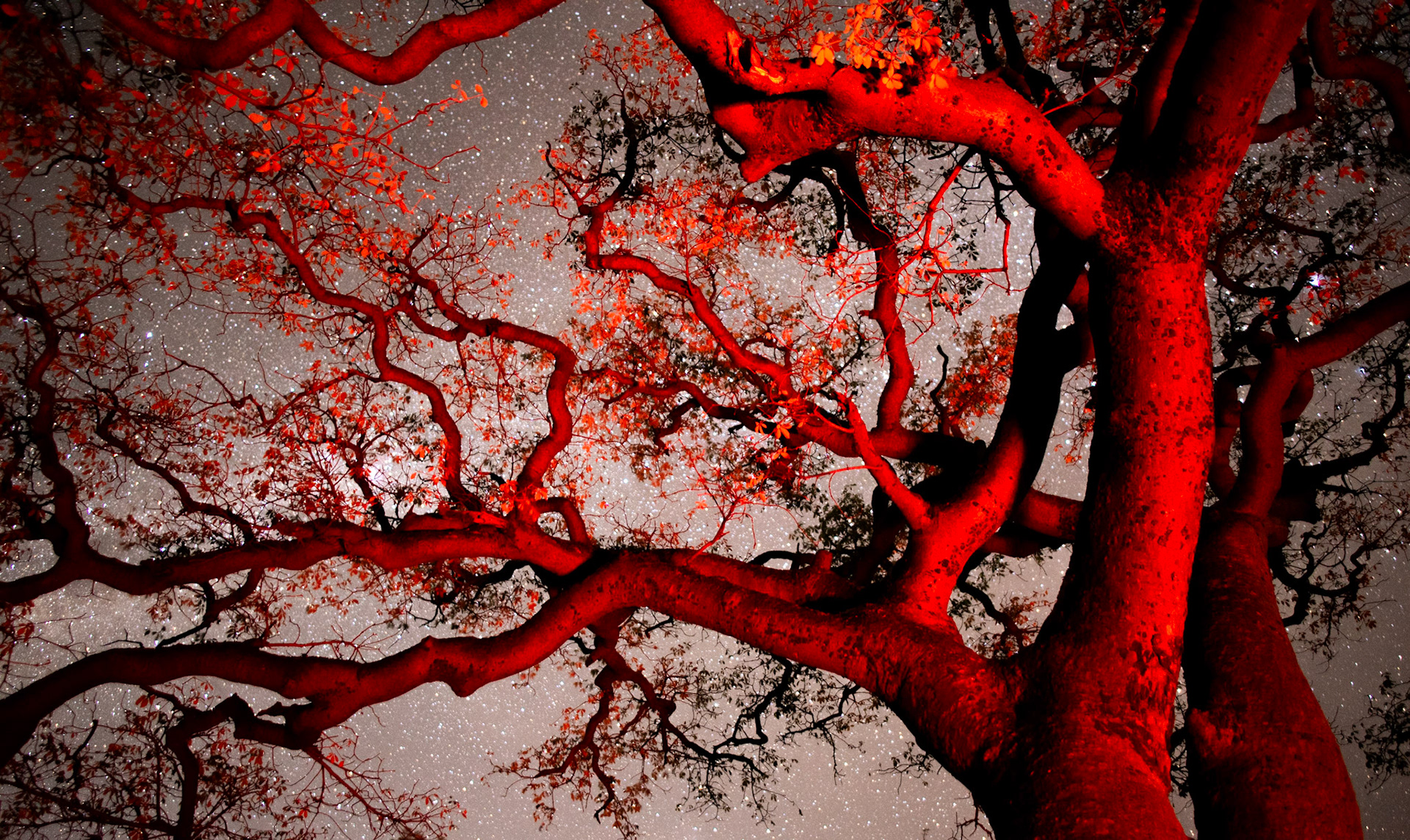 "by the light of the fire"