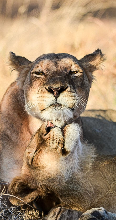 "Kruger Love"