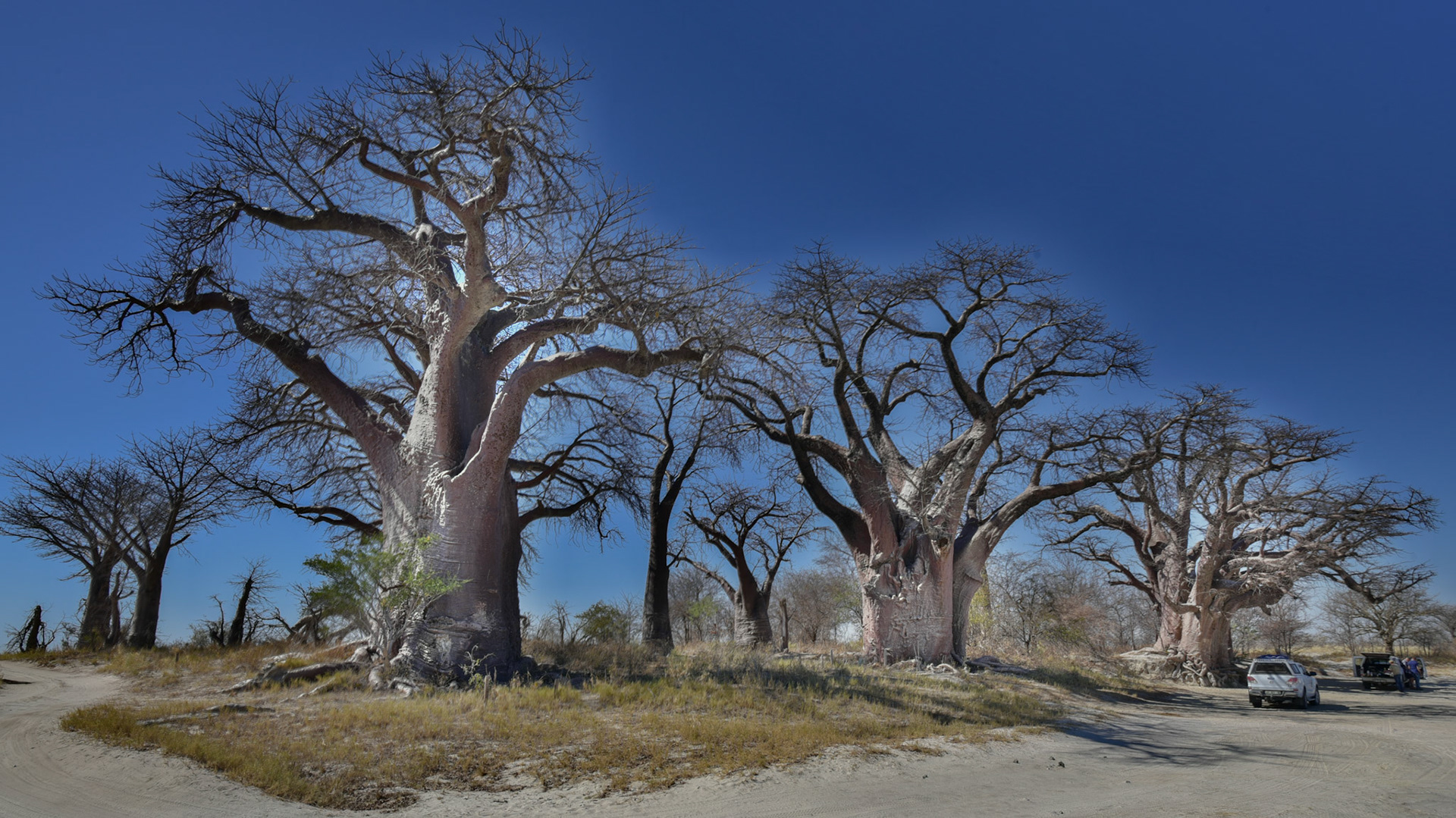 "Baines Baobabs"