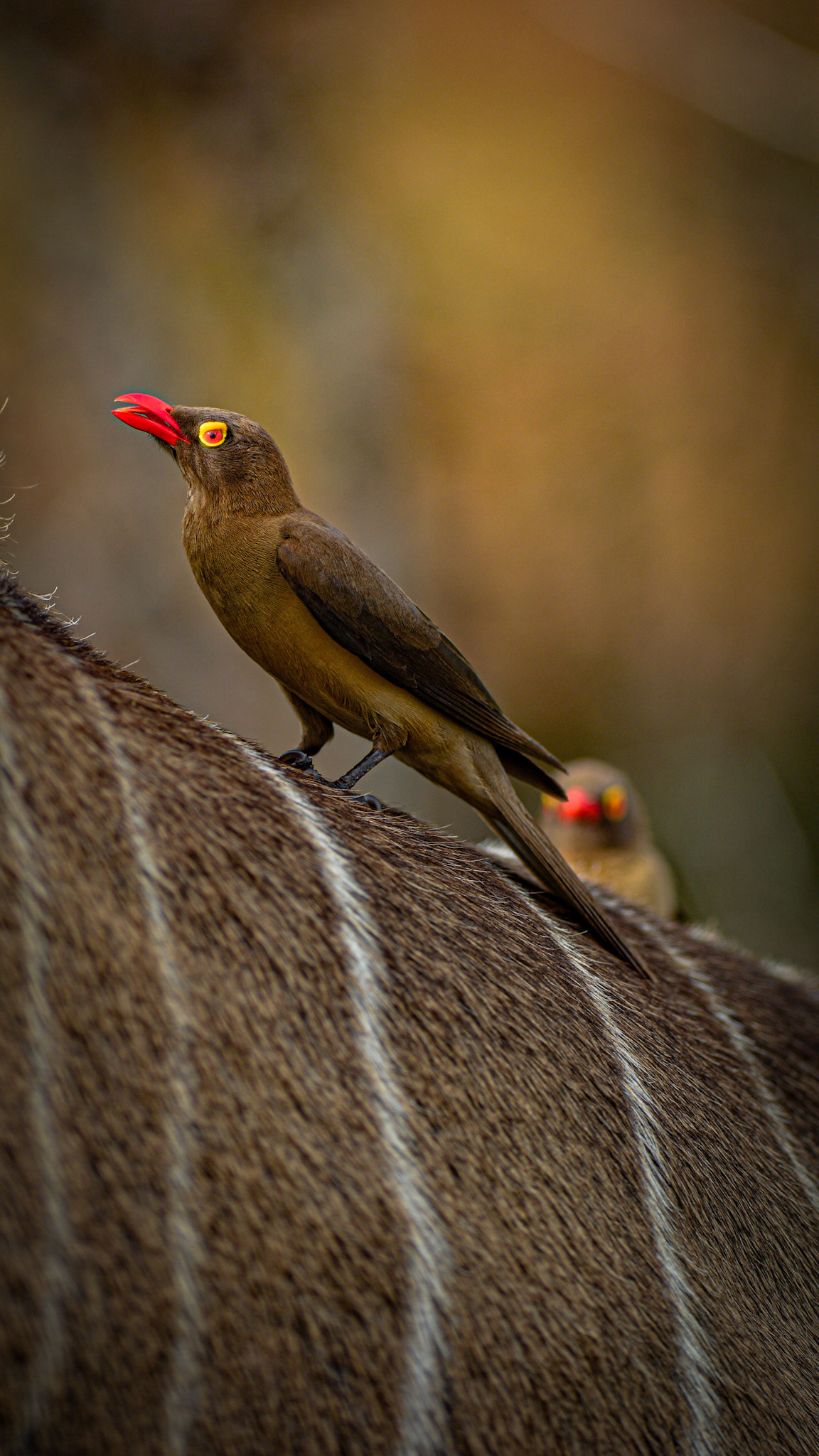 "Red lipstick and Yellow eyeshadow"