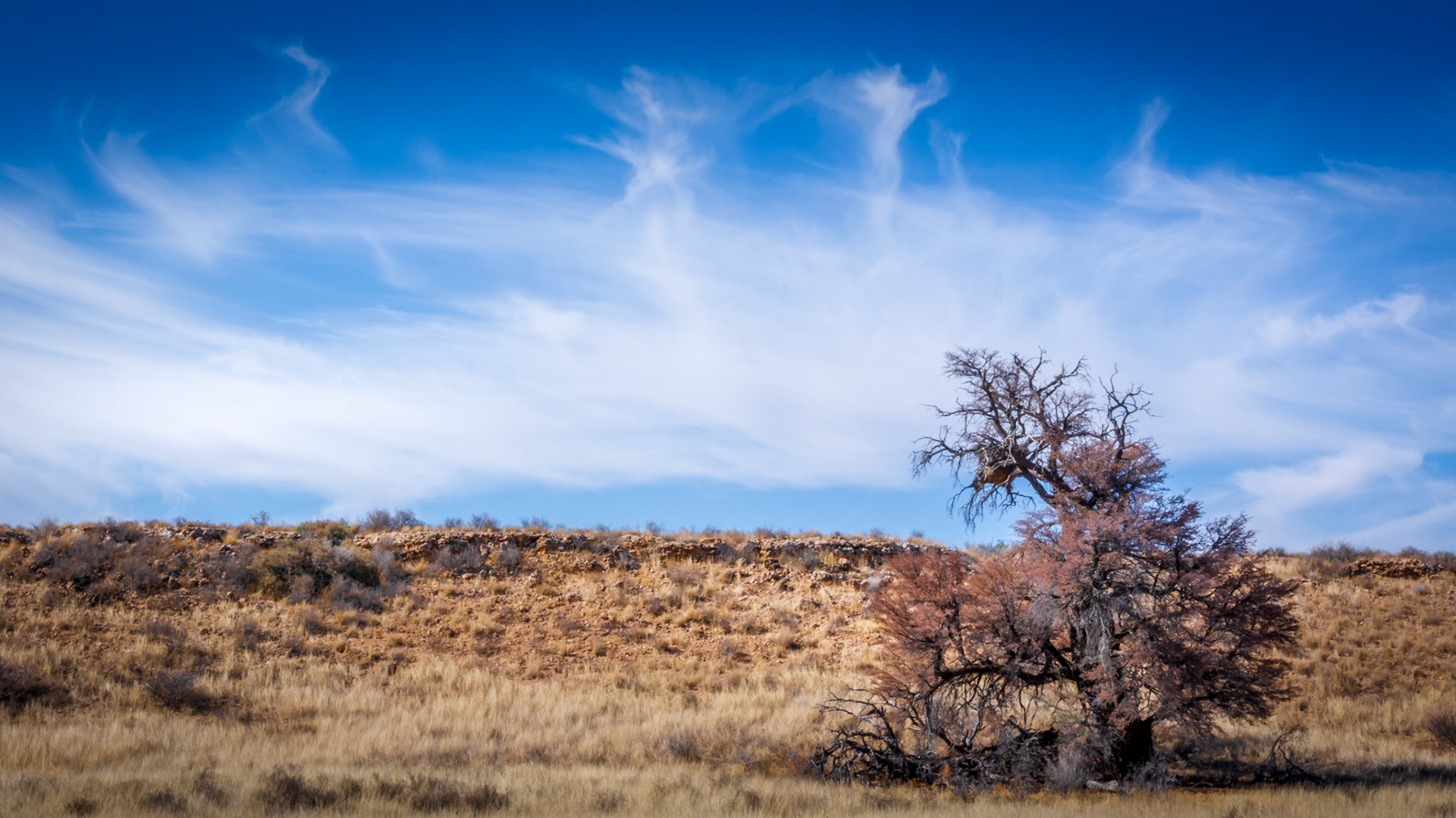 "Kalahari Dancing Angels"