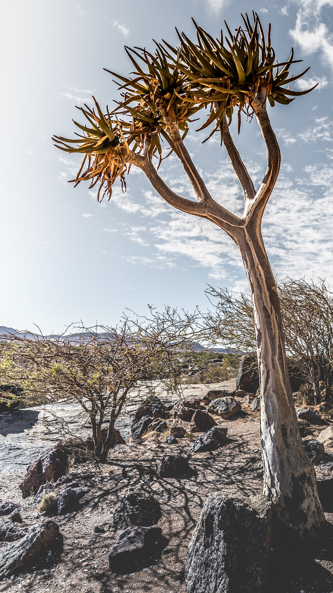 "Augrabies Reception"