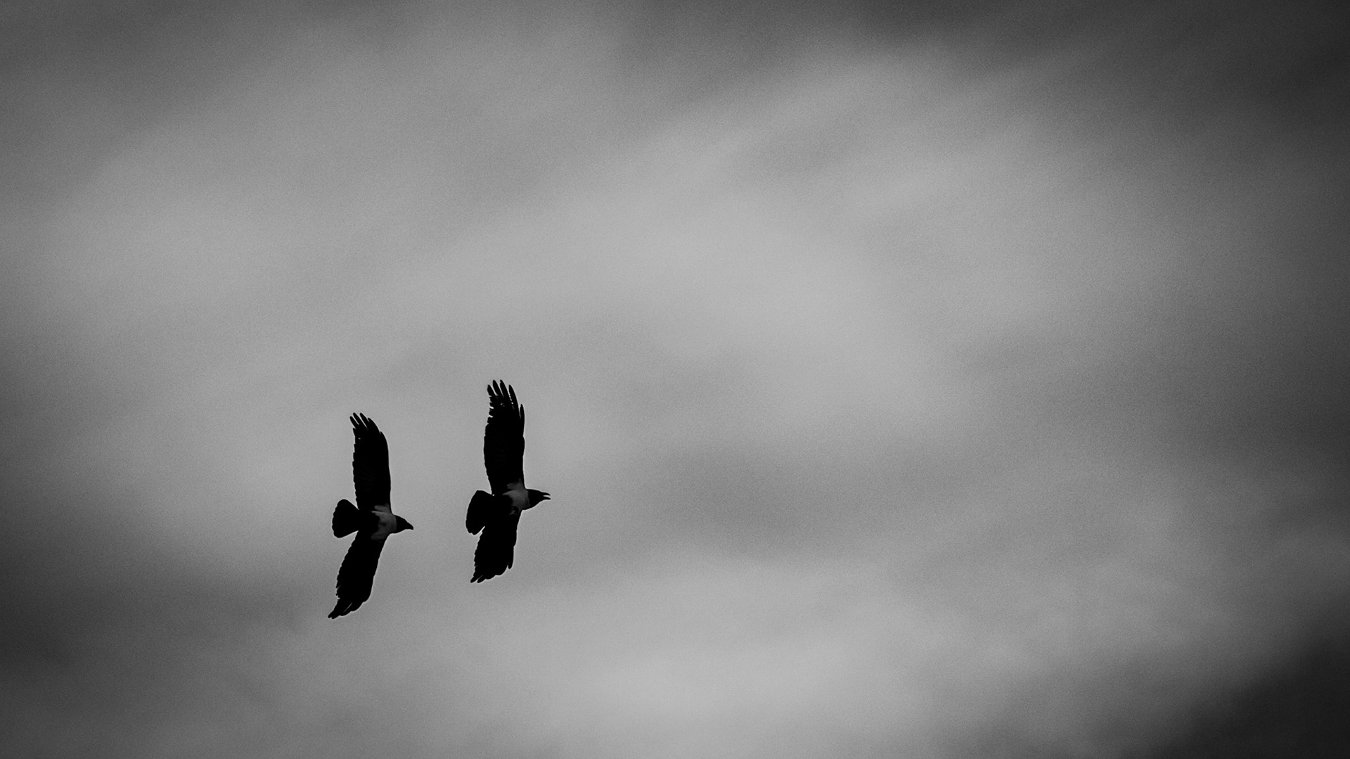 raven Dual