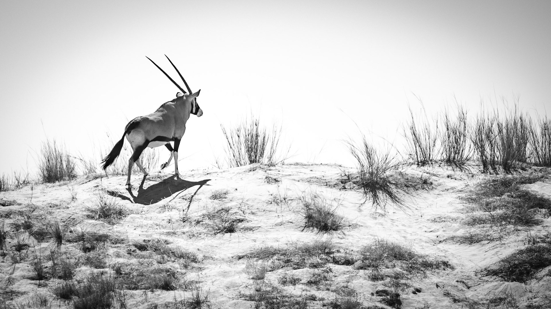 oryx