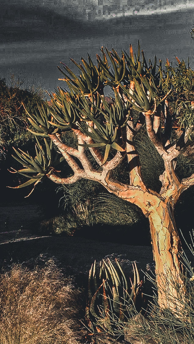 "First Koker Ever 2001"