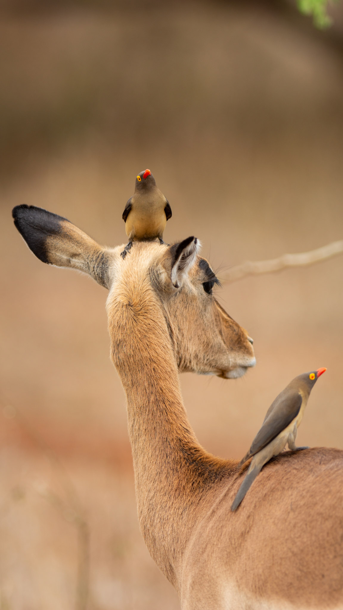 "Kruger Hat"