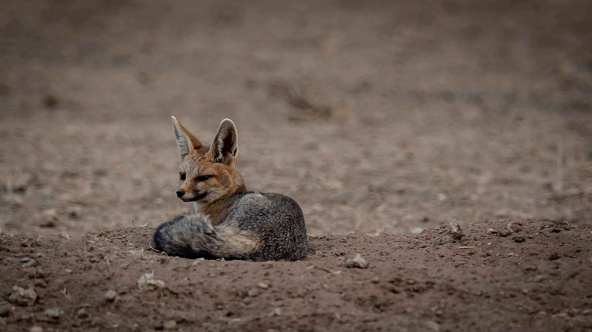 "Foxy Lady"