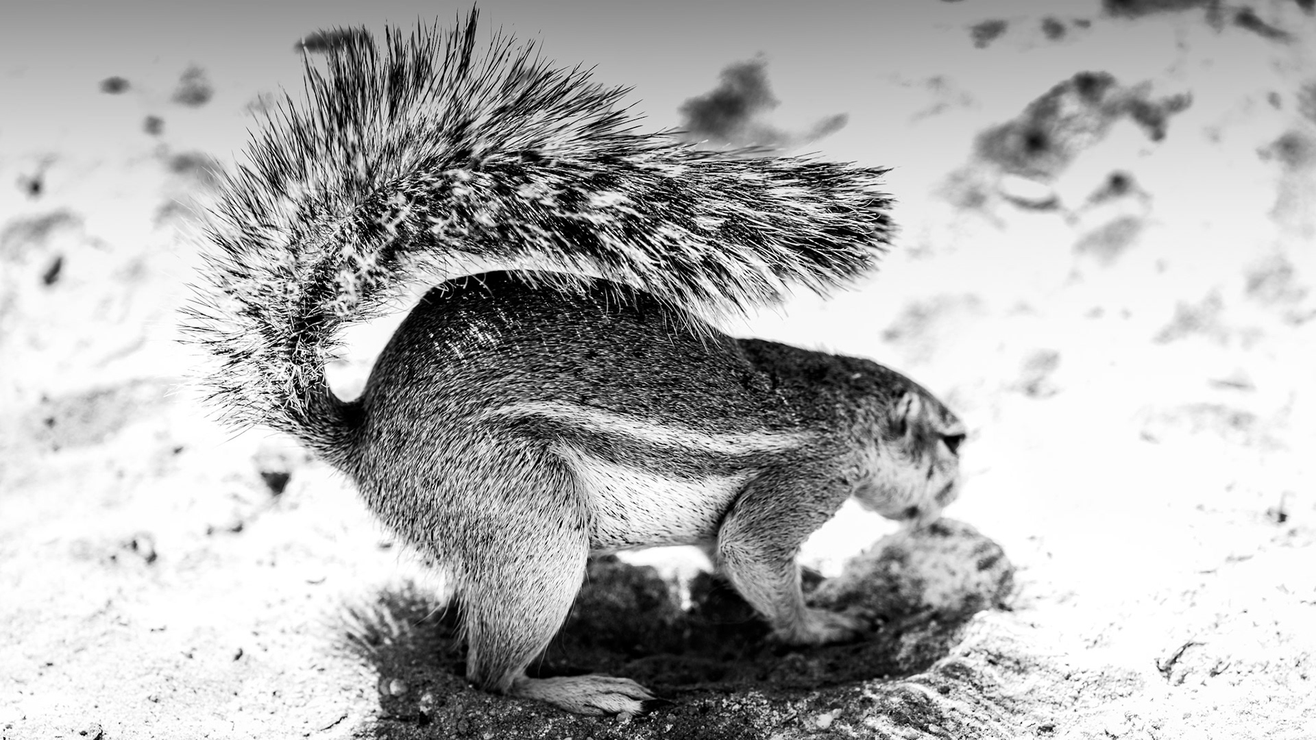 "Bring your own Shade"