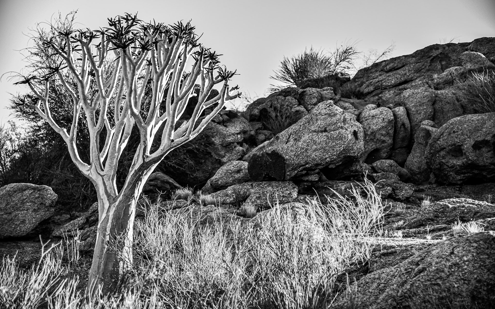 * Tree Of Life *