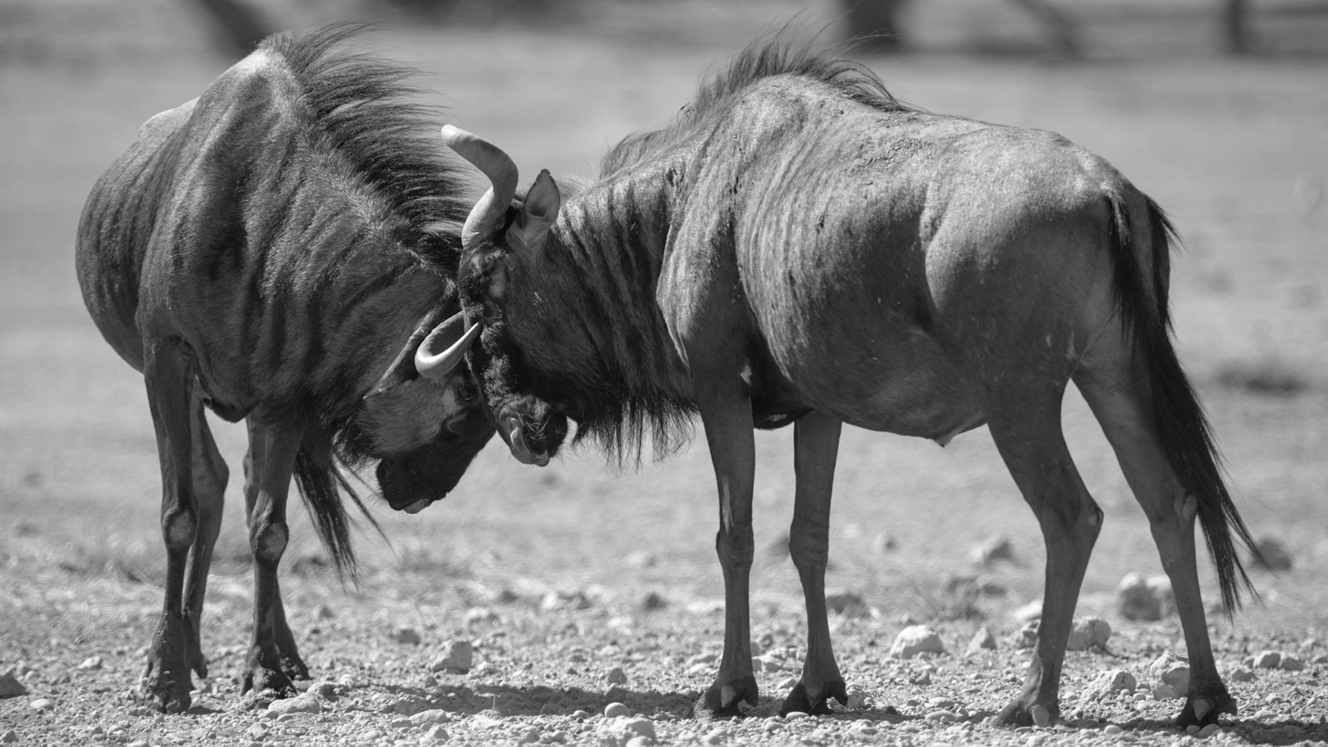 "Duel - Wildebees"