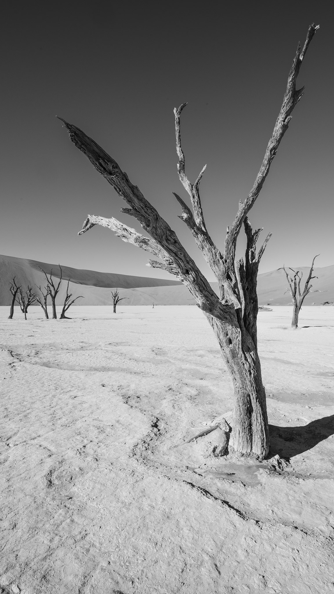 "Deadvlei Loner"