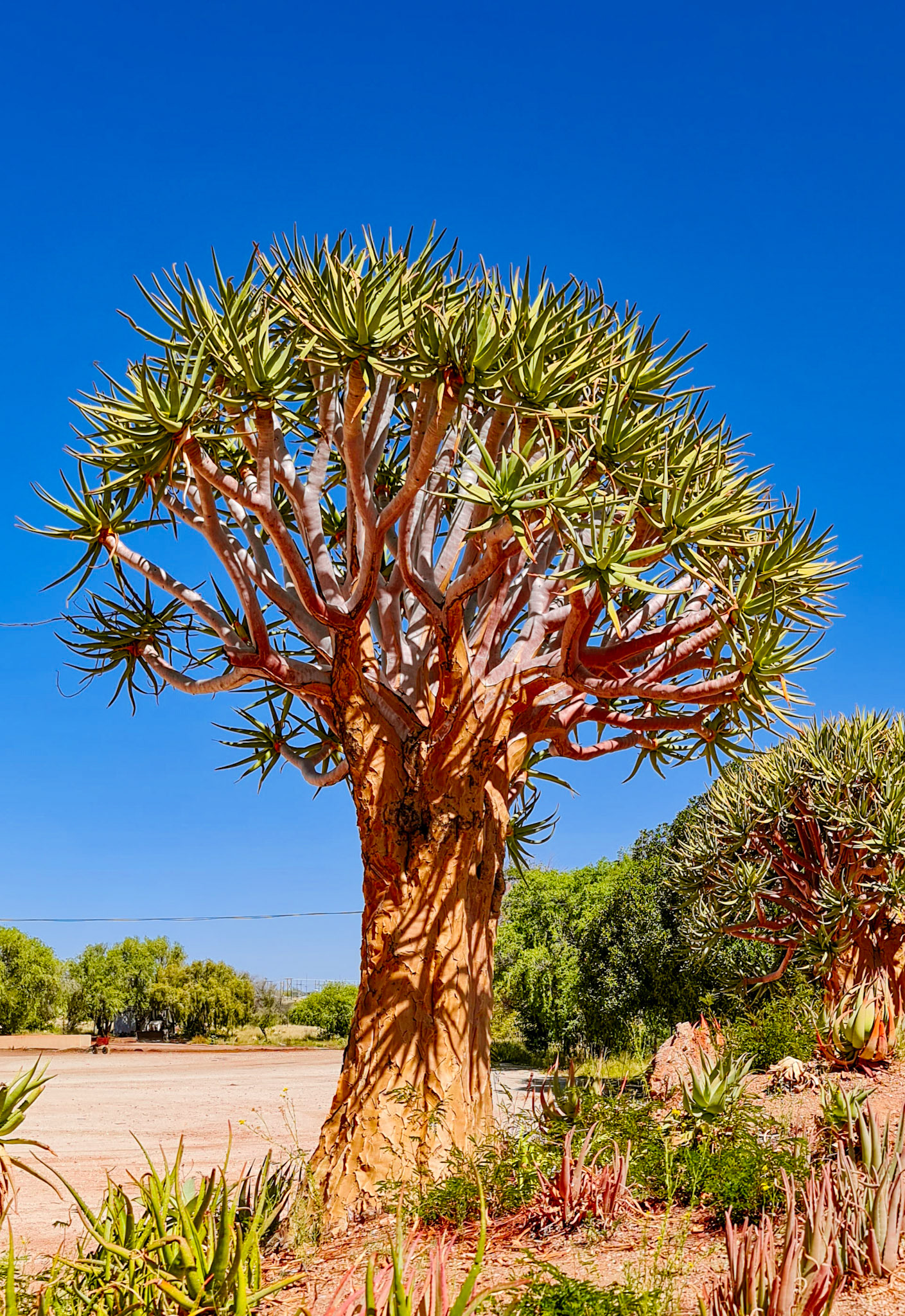 "Oranjerivier Kelders Kakemas"