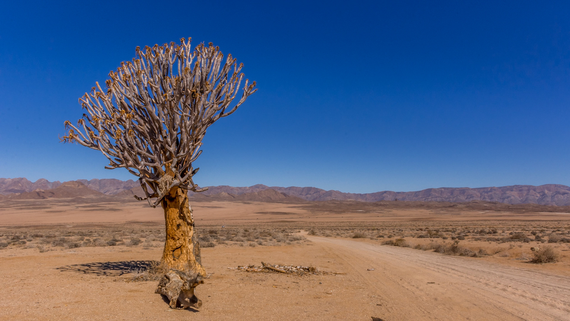 "Daar was Koker's.....2"