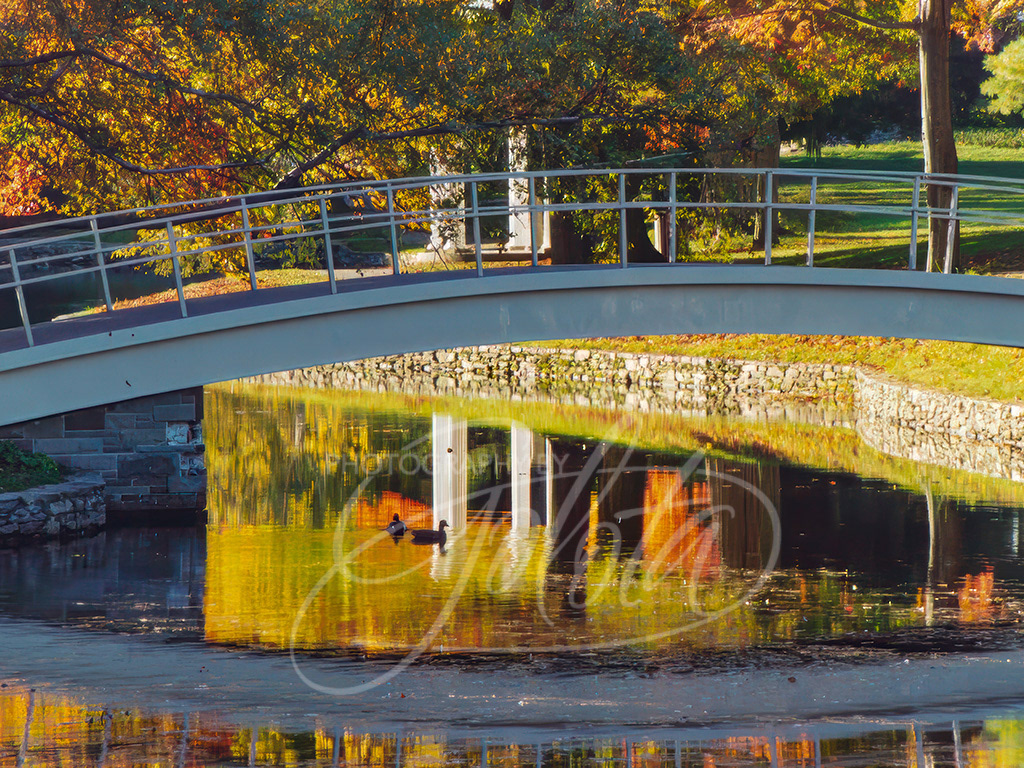 Peacok Pond Bridge