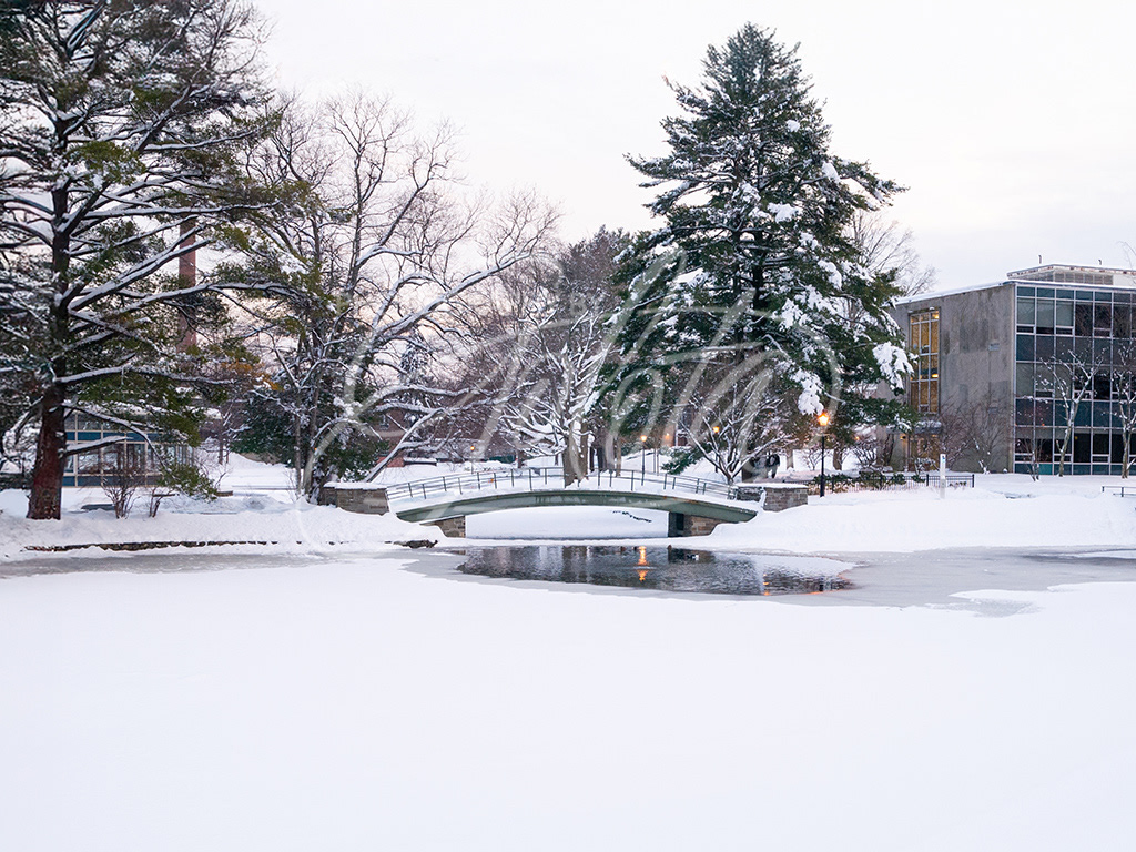 Winter Peacock Pond