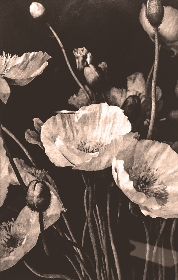 Poppies Karen Gough